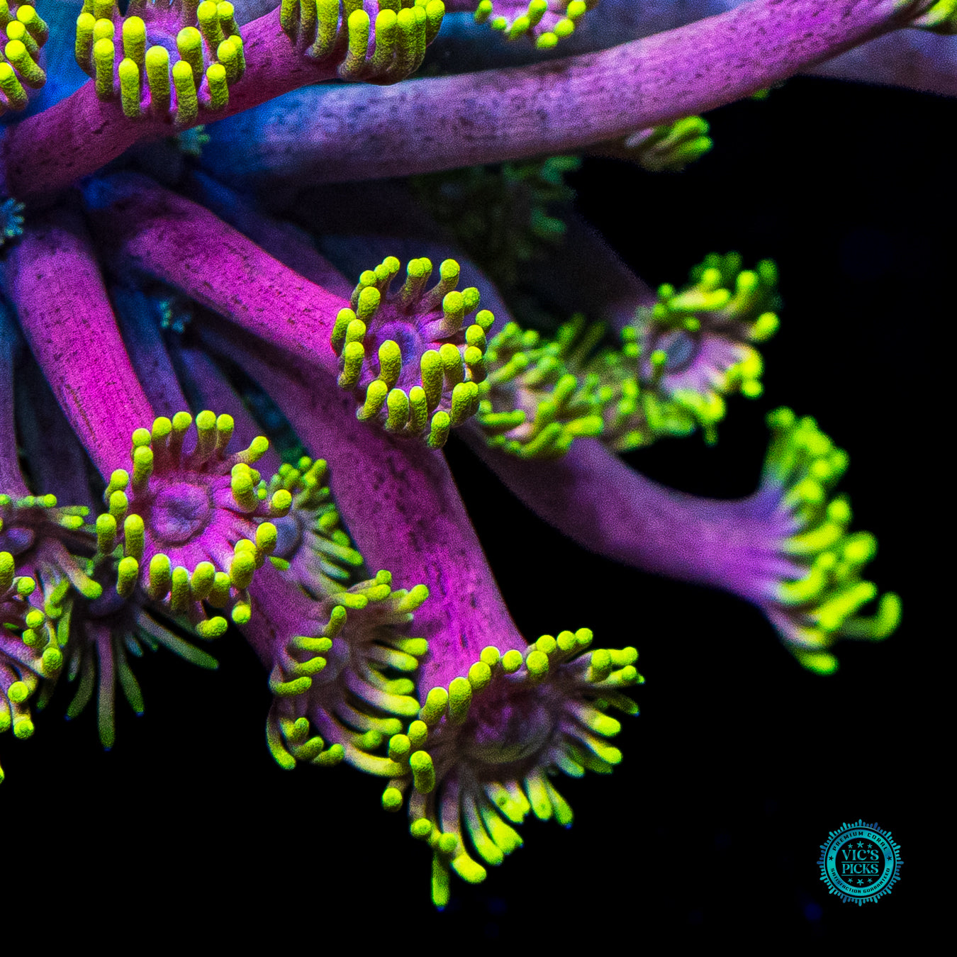 XL WWC Hail Hydra Goniopora