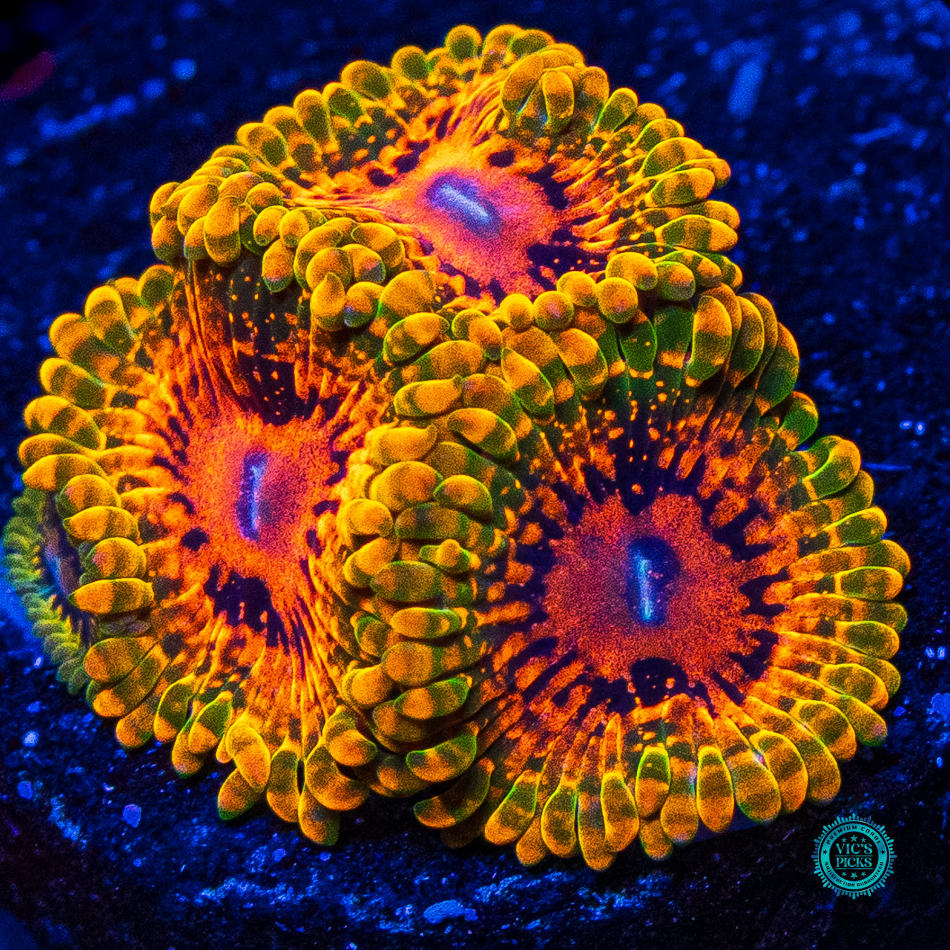 Grand Master Krakatoa Zoanthids