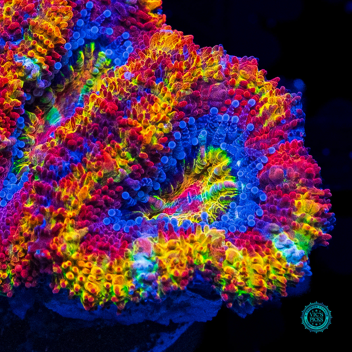 Pure Paradise Aussie Lord