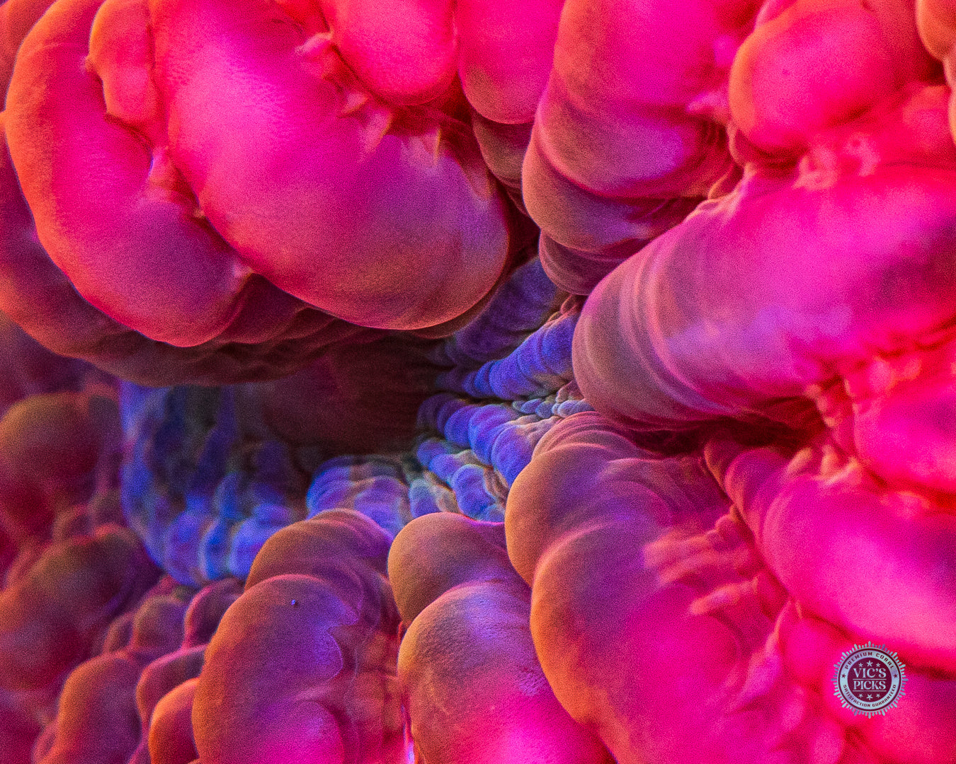 Triple Headed Ruby Hydra Cynarina