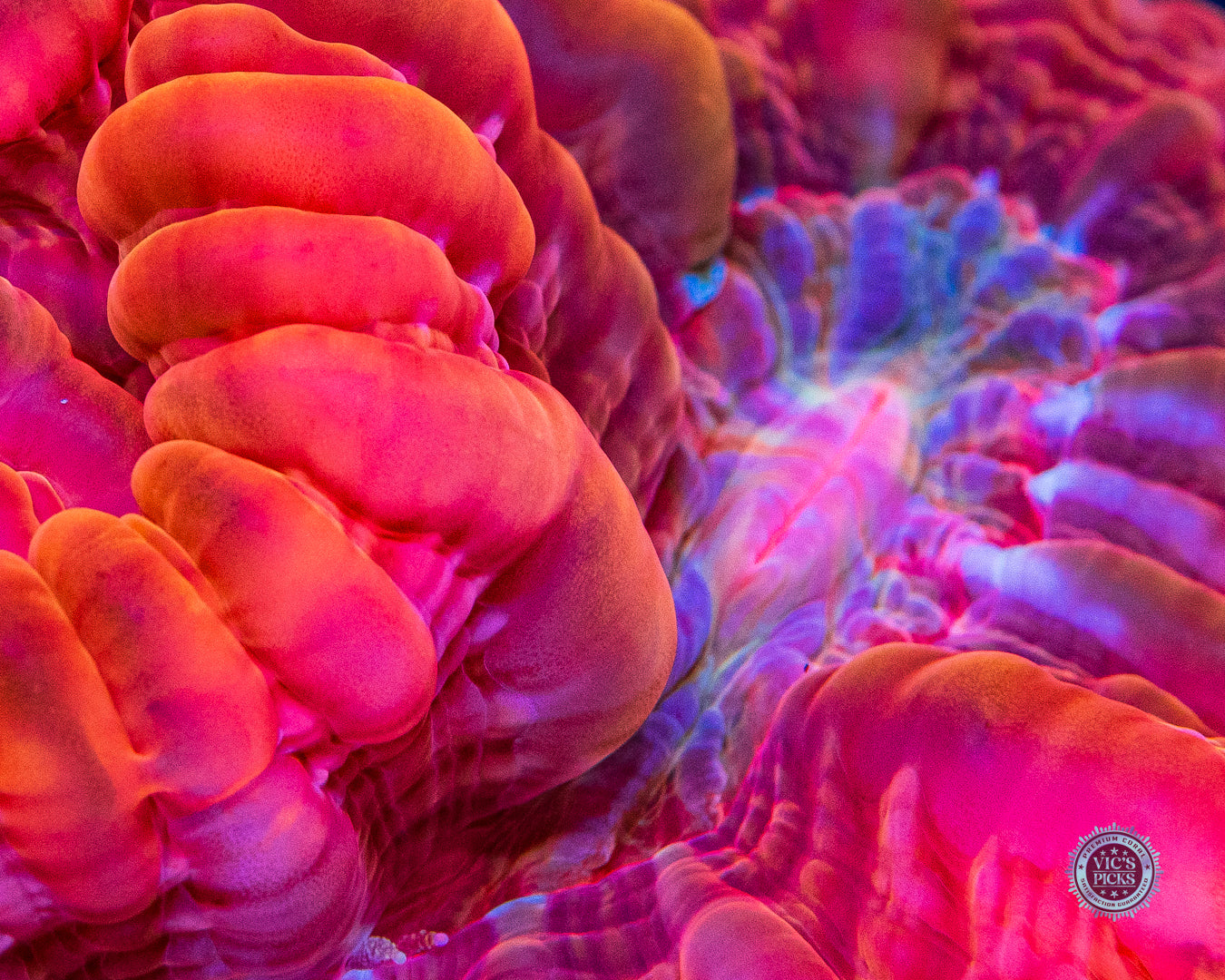 Triple Headed Ruby Monster Cynarina