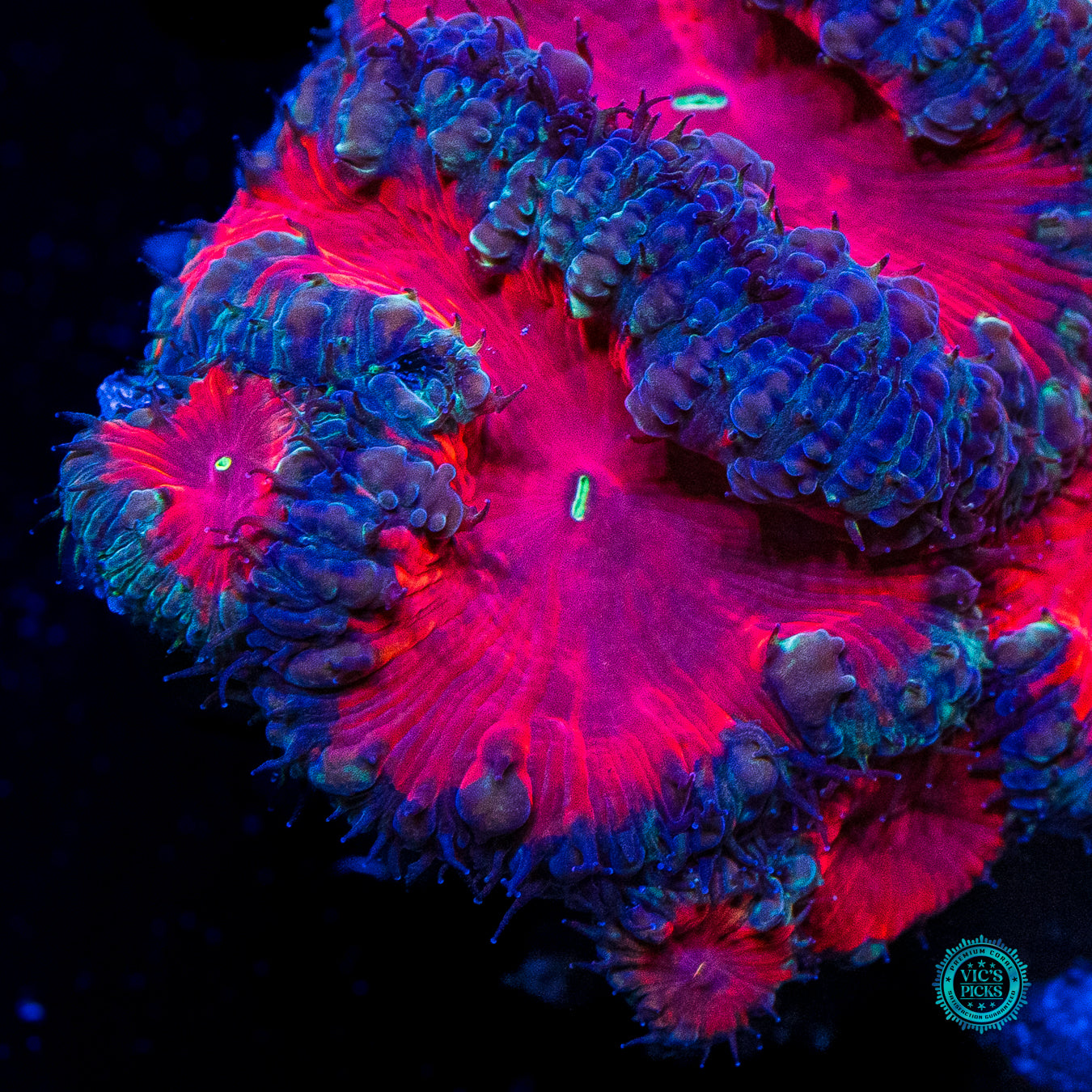 Vampiric Desires Blastomussa