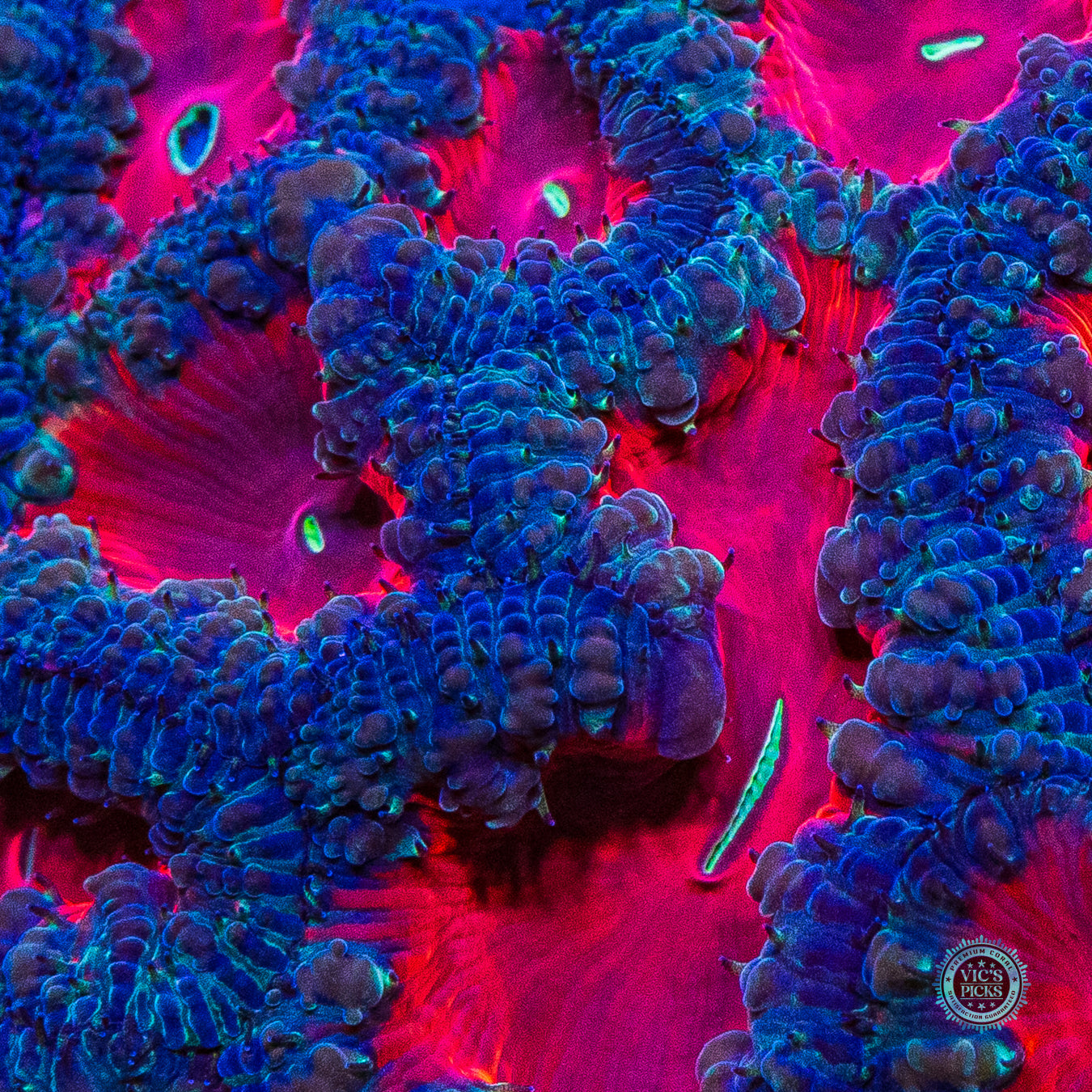 Vampiric Desires Blastomussa