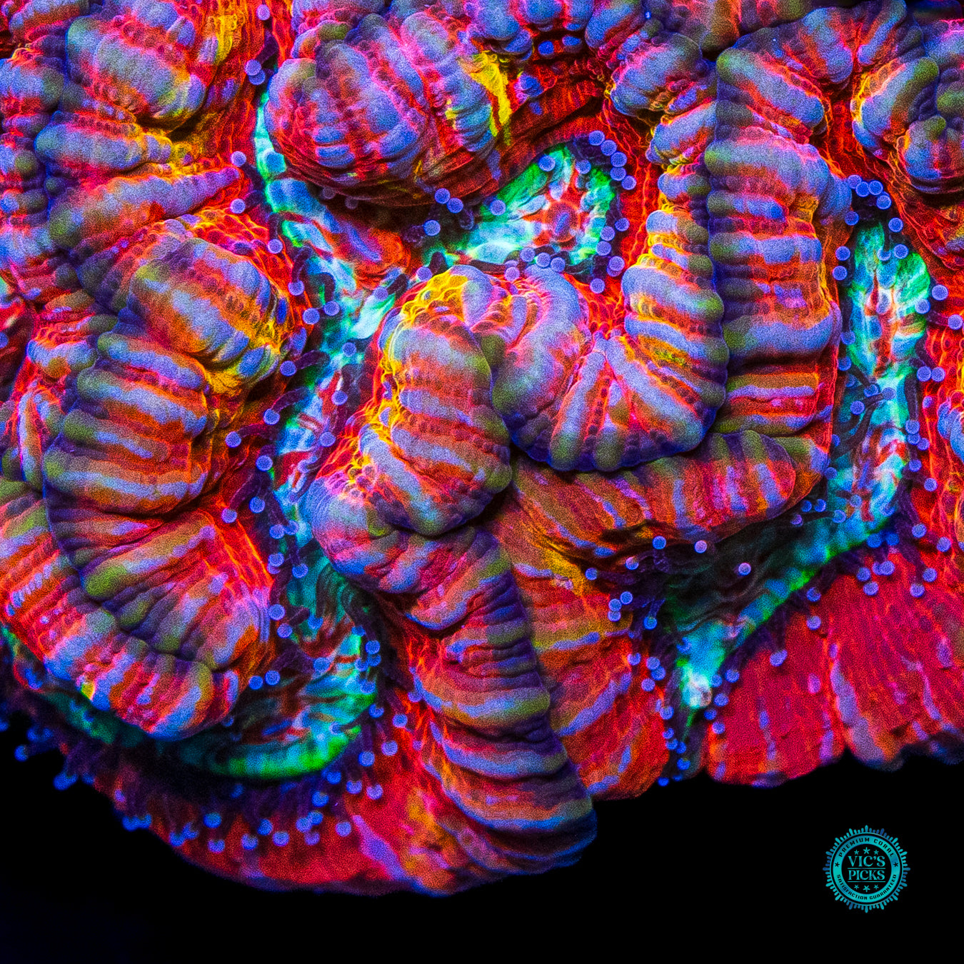 Party Tiger Symphyllia Wilsoni