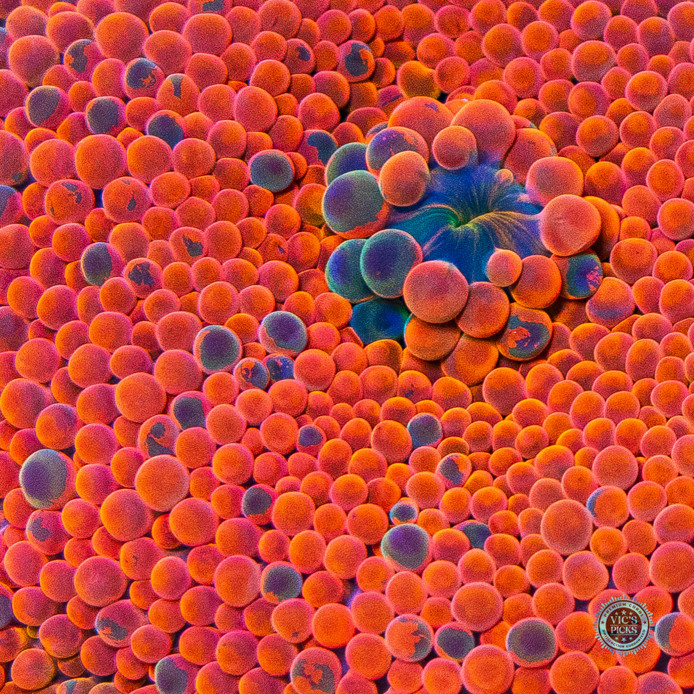 Scortched Earth Yuma Mushroom