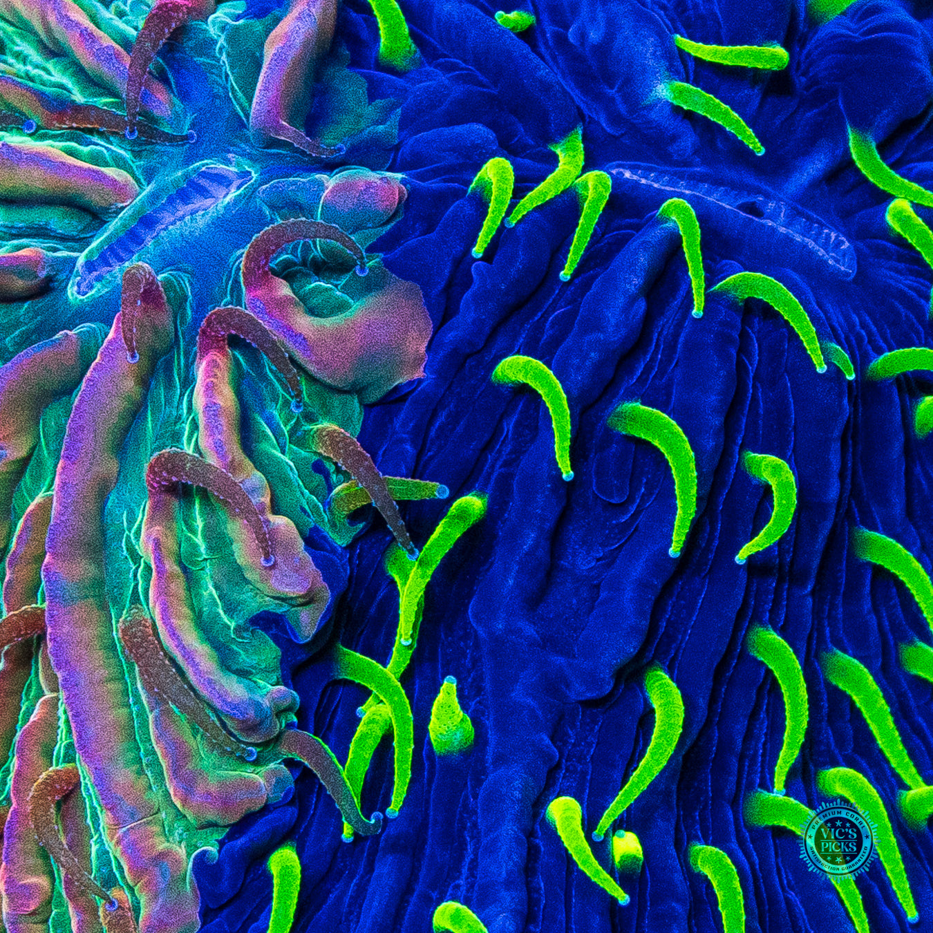 Frakenstein's Little Pet Plate