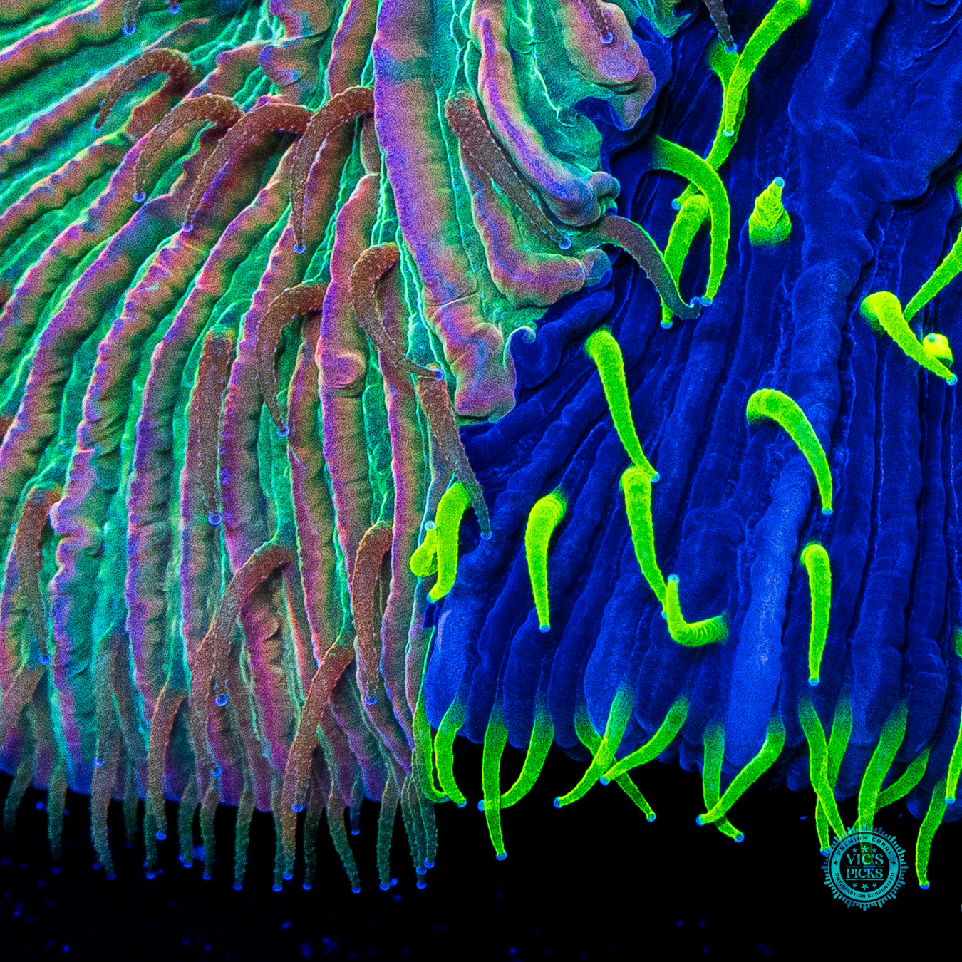 Frakenstein's Little Pet Plate