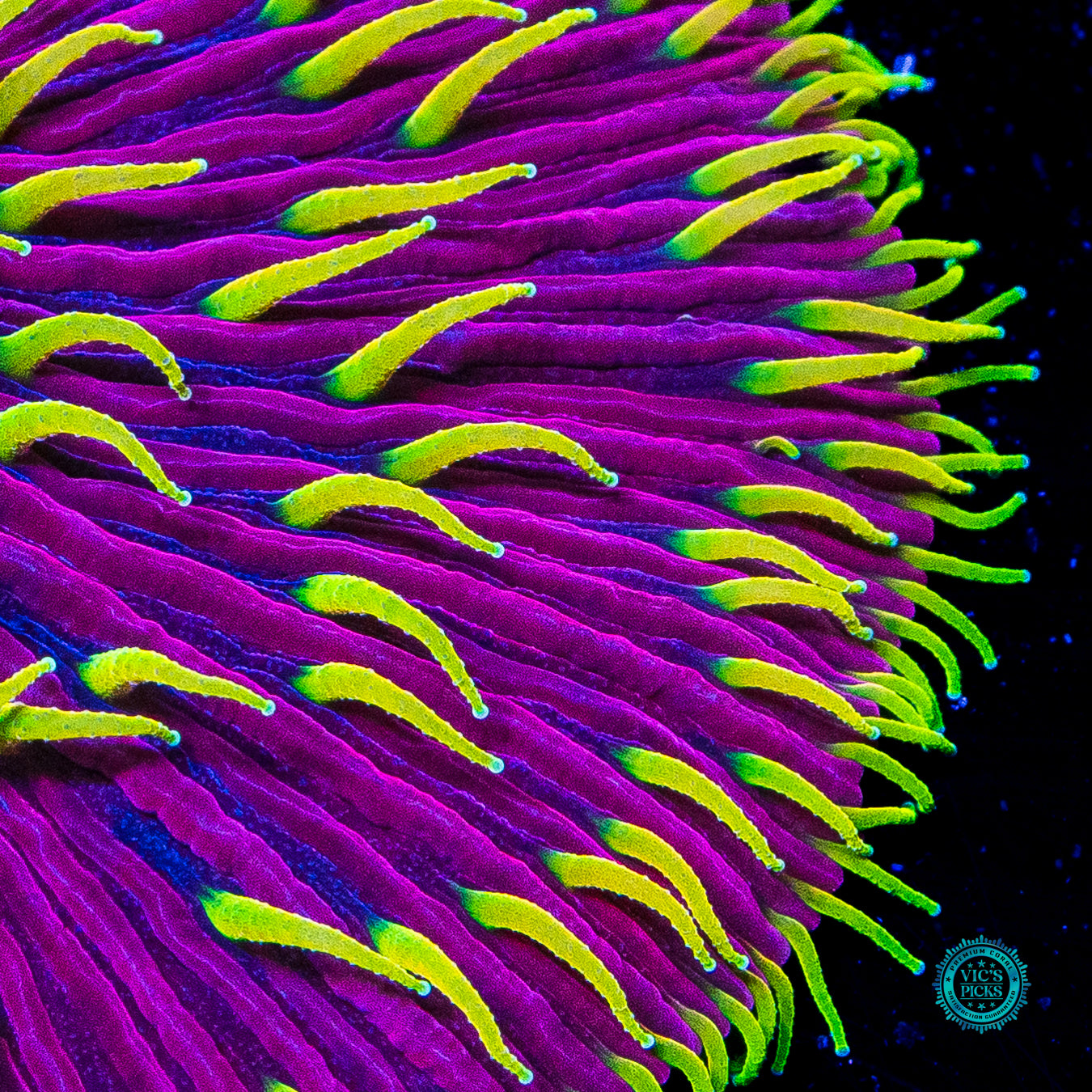 Martian Thunderstorm Plate