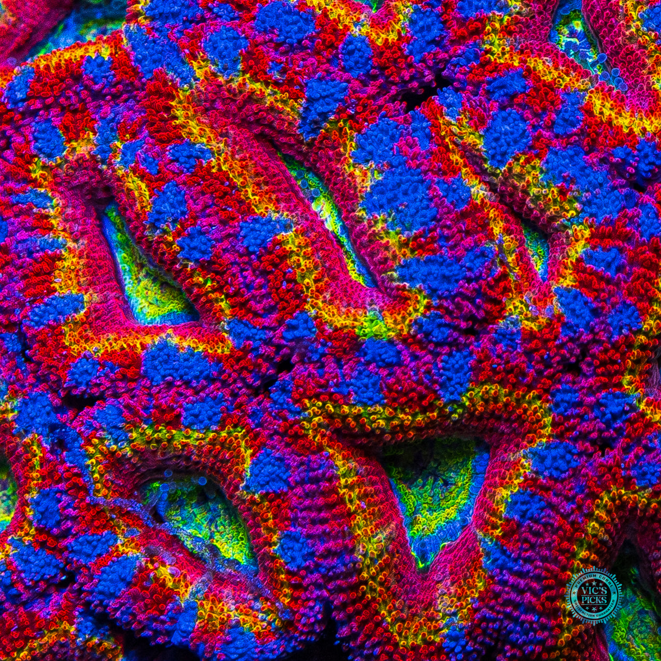 Candyland Aussie Lord