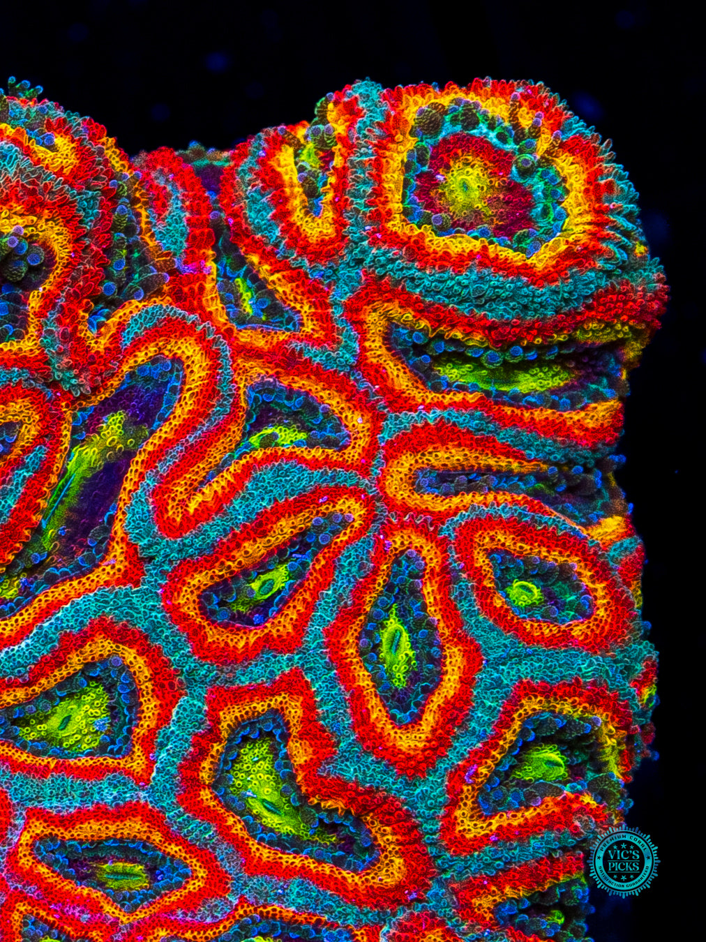 WWC Holy Grail Micromussa