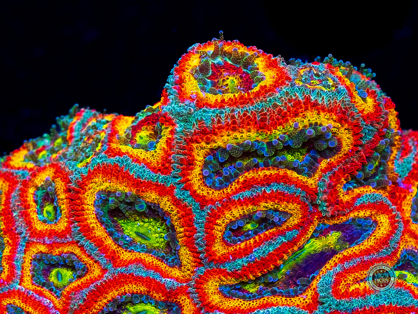 WWC Holy Grail Micromussa