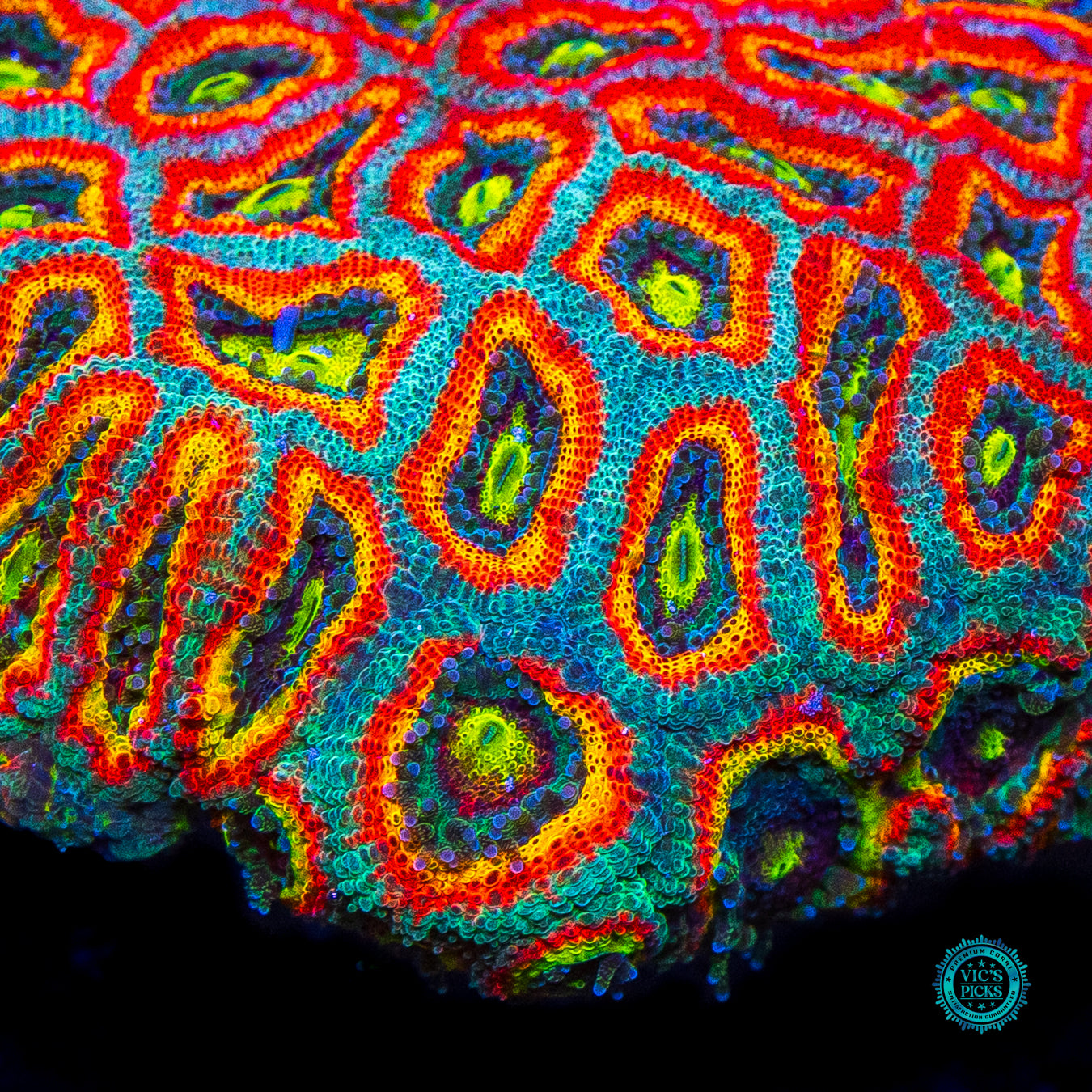 WWC Holy Grail Micromussa