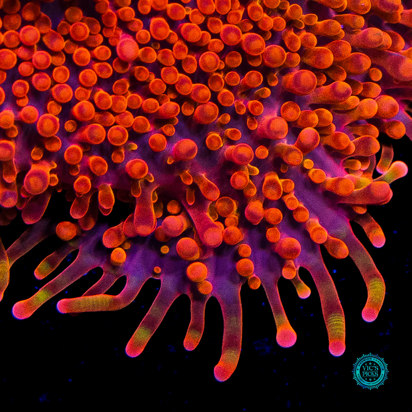 Blazin Saddles Yuma Mushroom