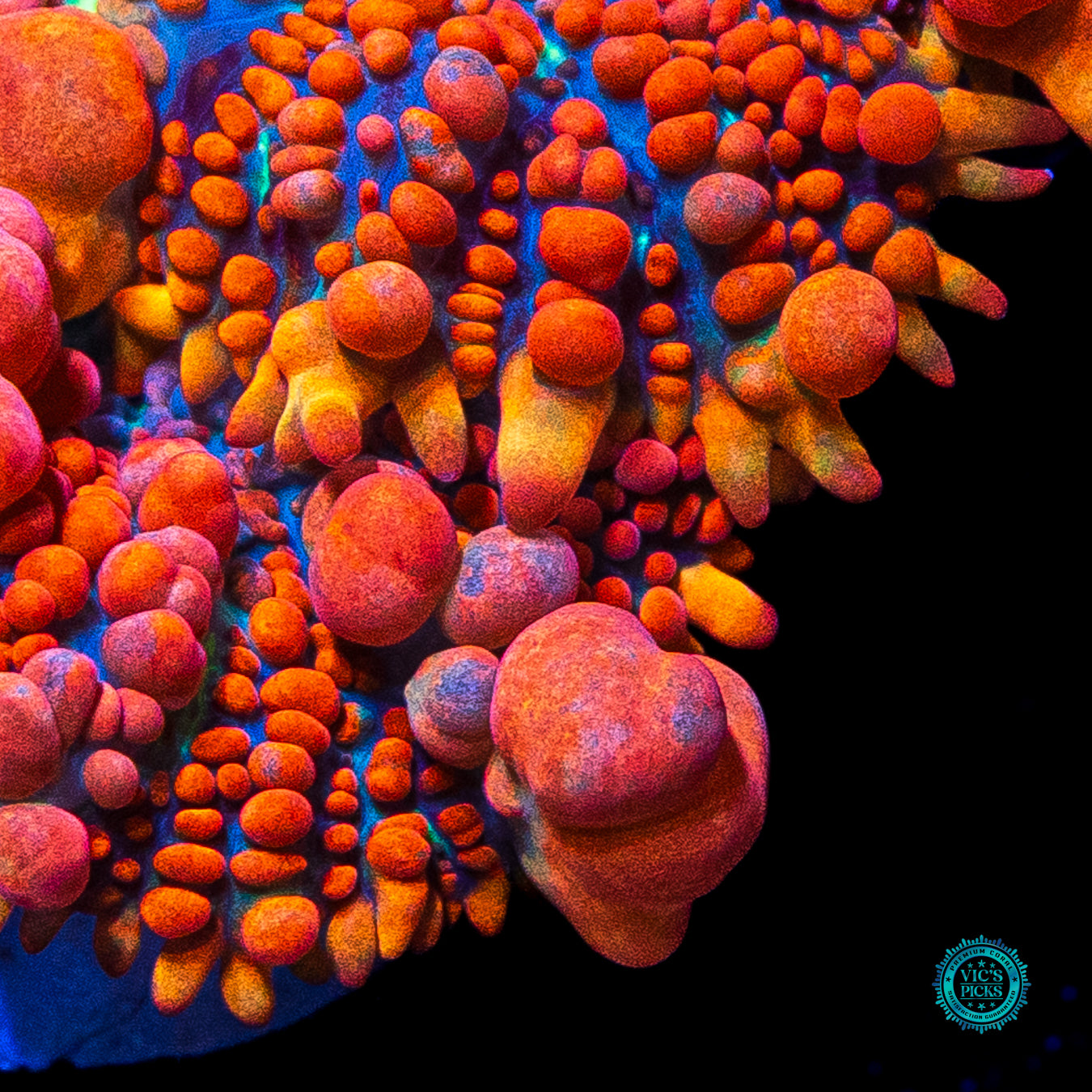 WWC King Julius Bounce Mushroom