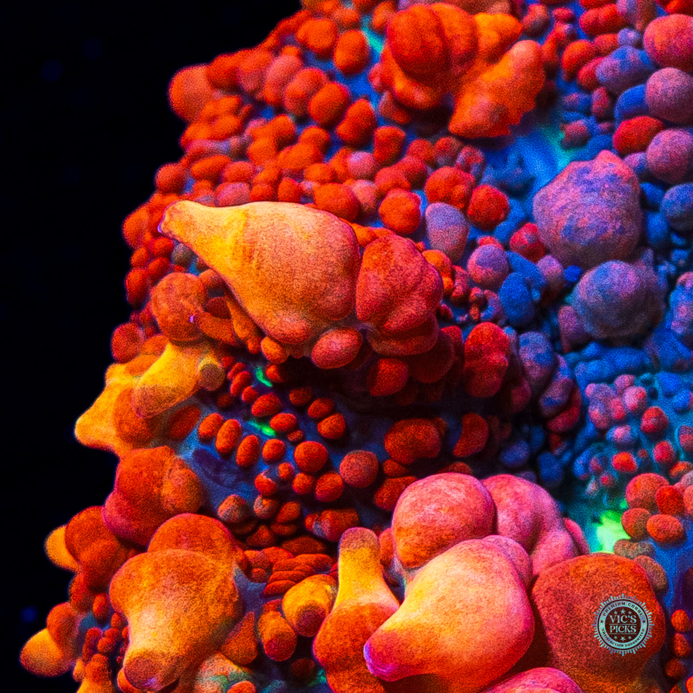 WWC King Julius Bounce Mushroom