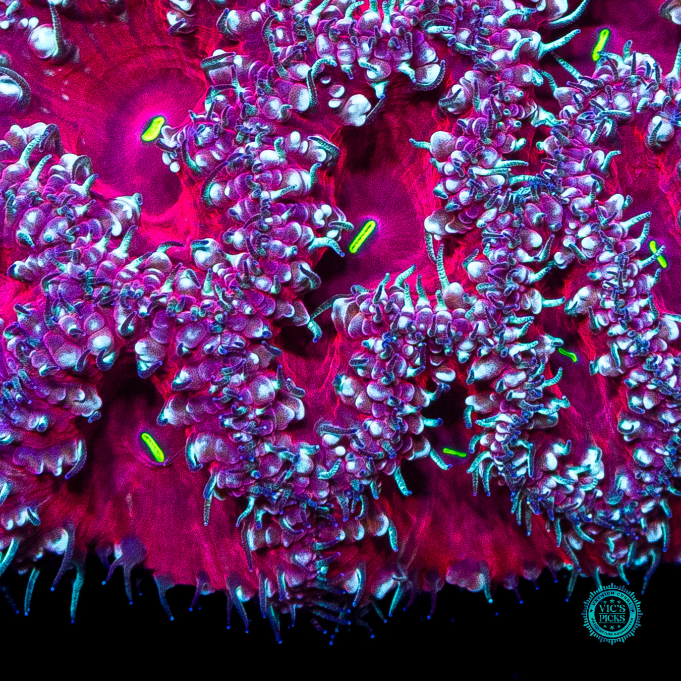 Candy Cane Lane Blastomussa