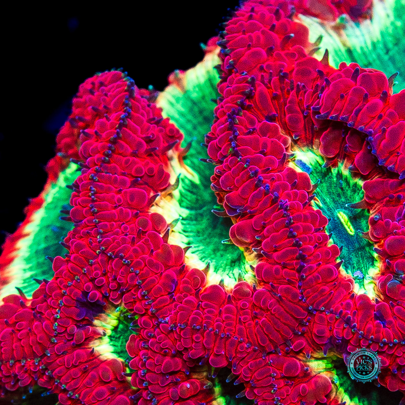 Venomstrike Blastomussa