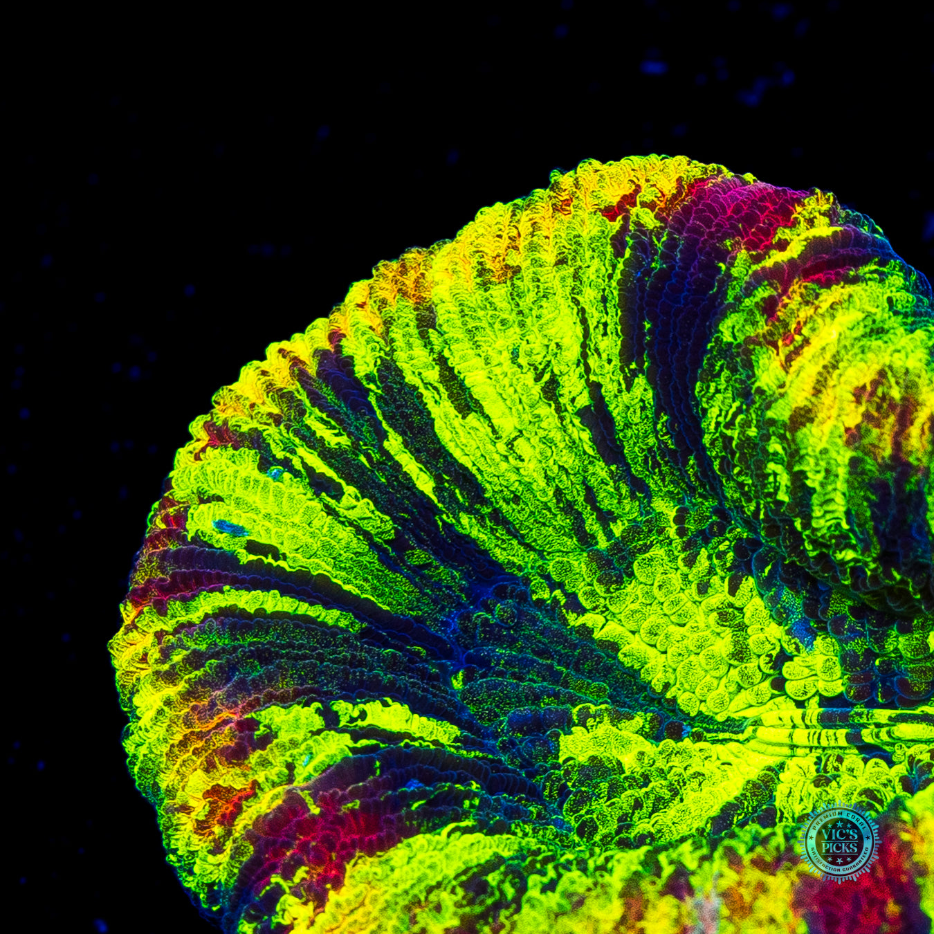 Prismatic Trachyphyllia