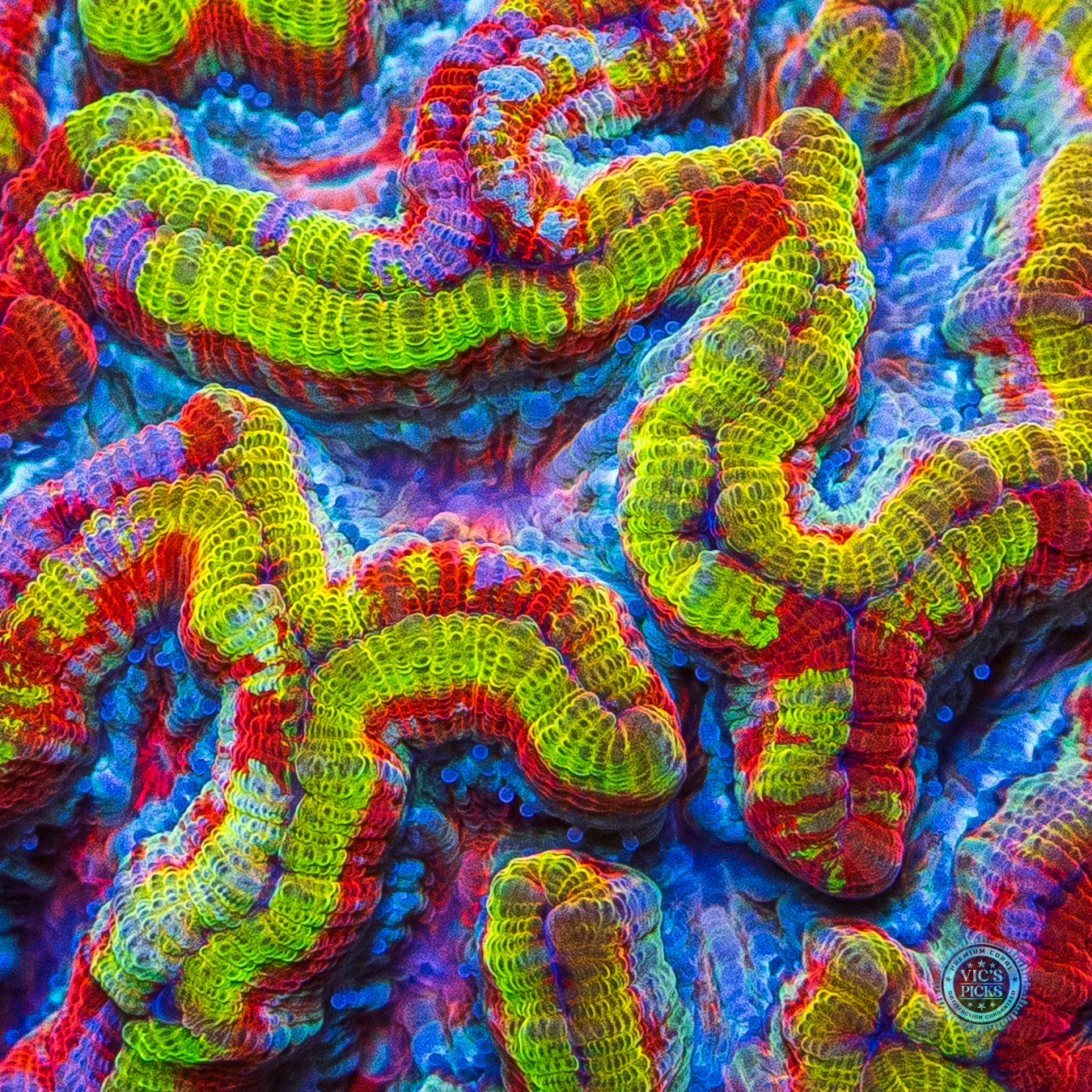 King's Ransom Symphyllia Wilsoni