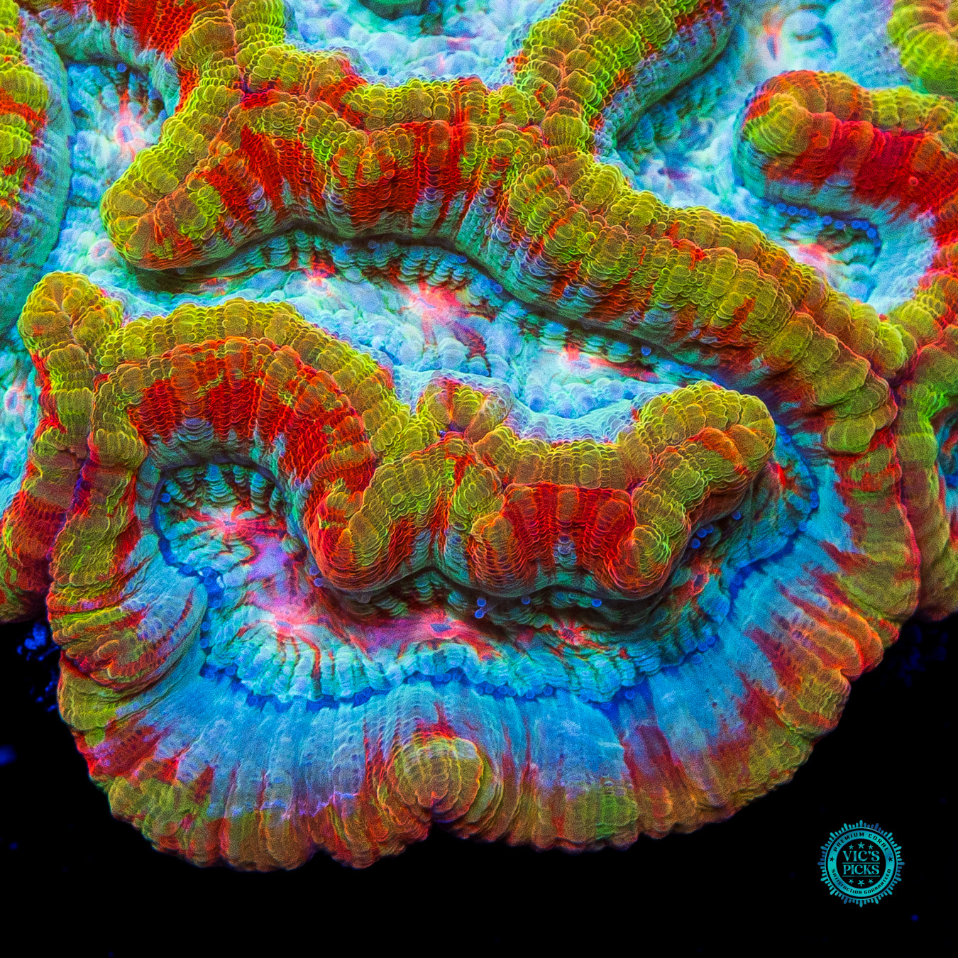 Sunshine Tiger Symphyllia Wilsoni