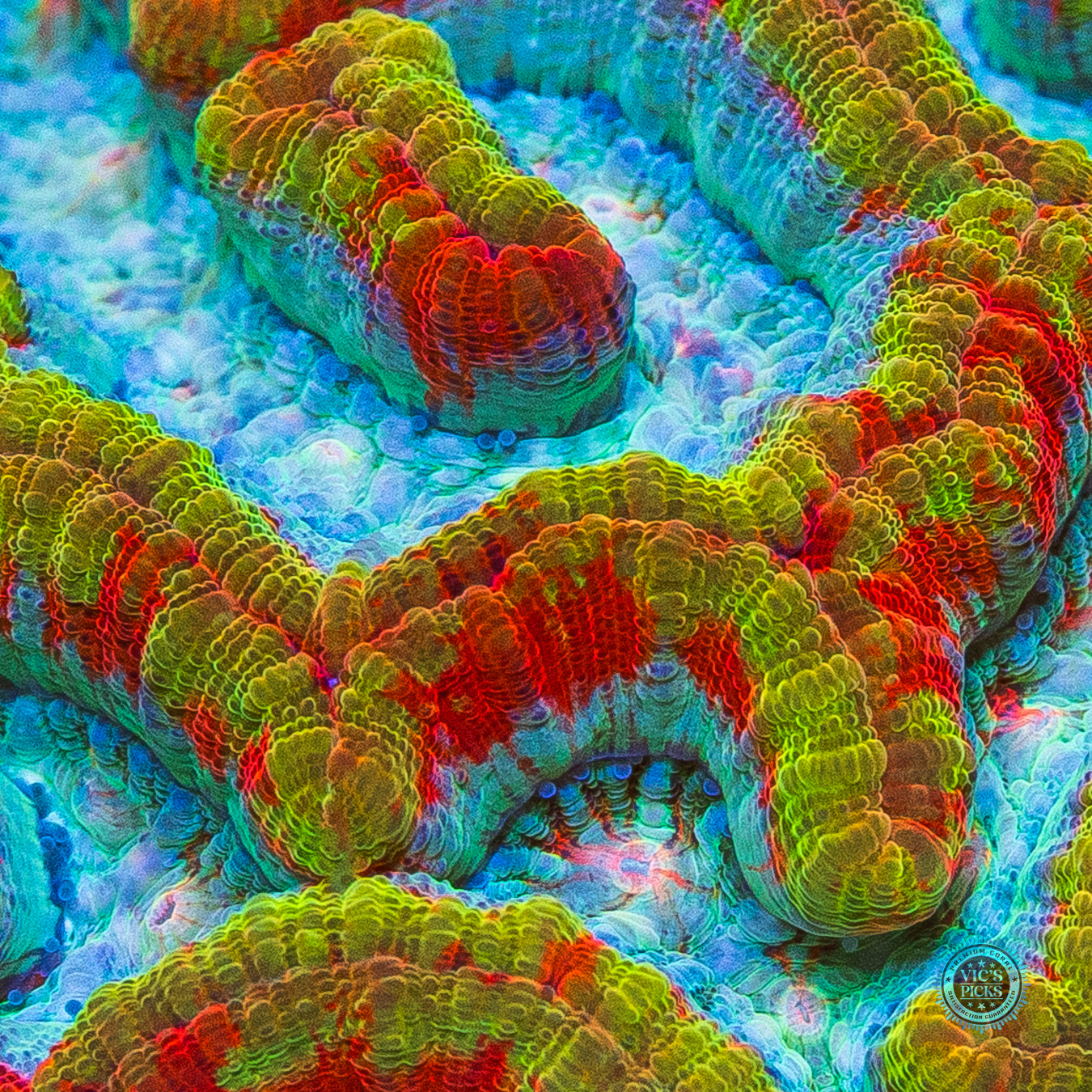 Sunshine Tiger Symphyllia Wilsoni