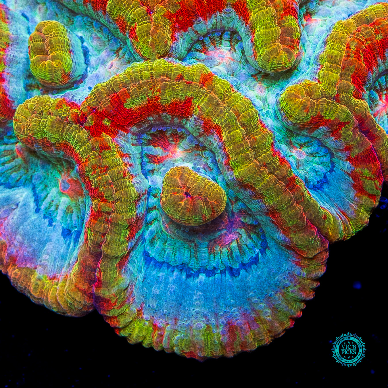 Sunshine Tiger Symphyllia Wilsoni