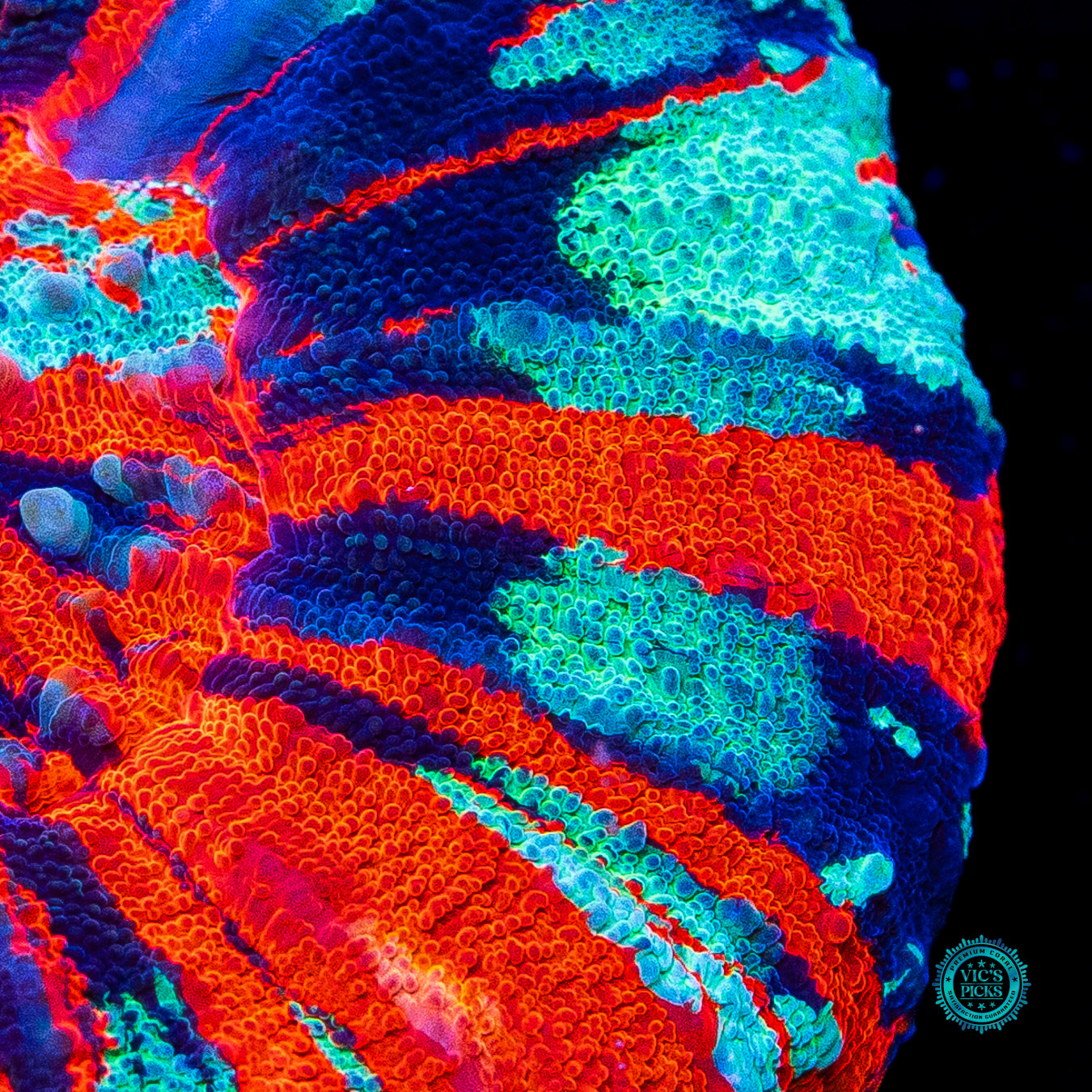 Next Level Warpaint Scolymia