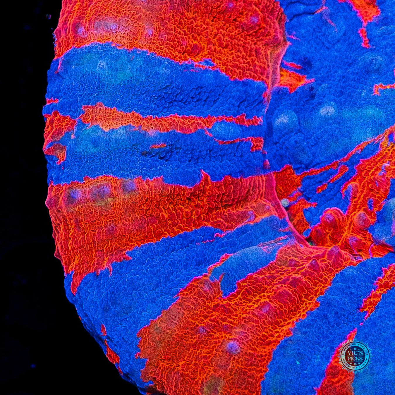 Spidey Senses Scolymia