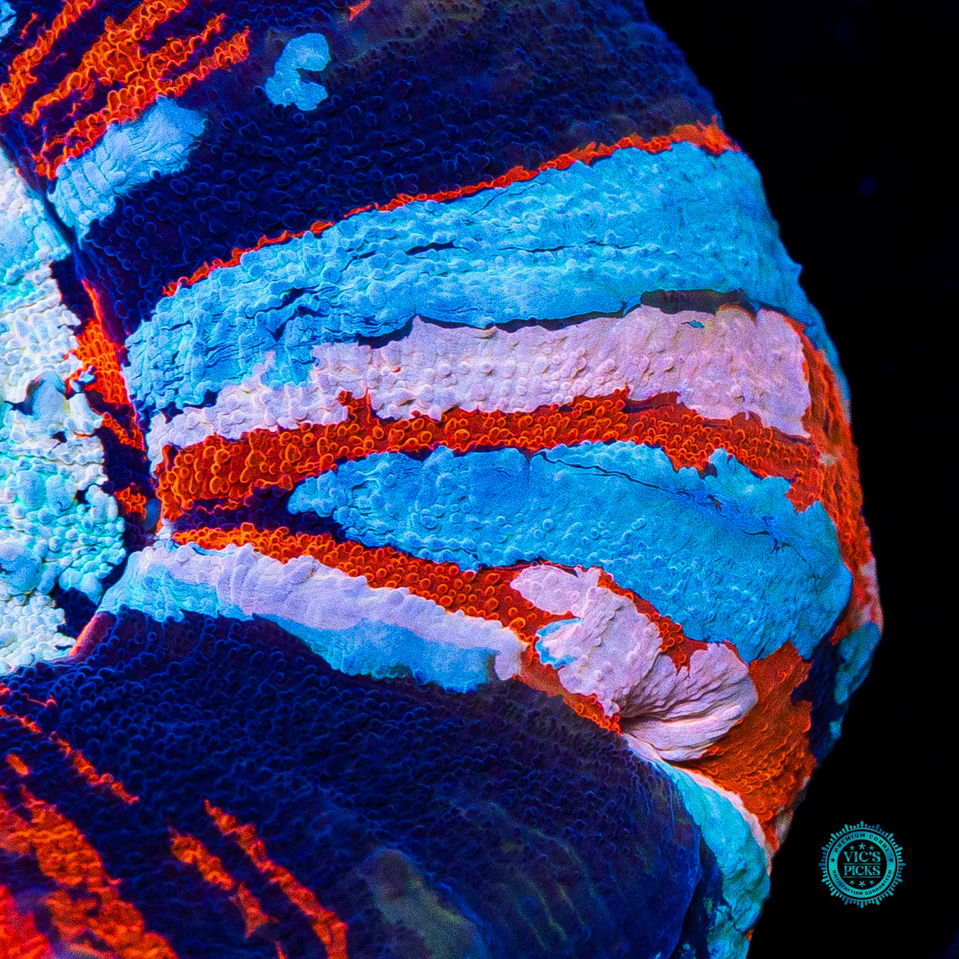 Independence Day Master Scolymia