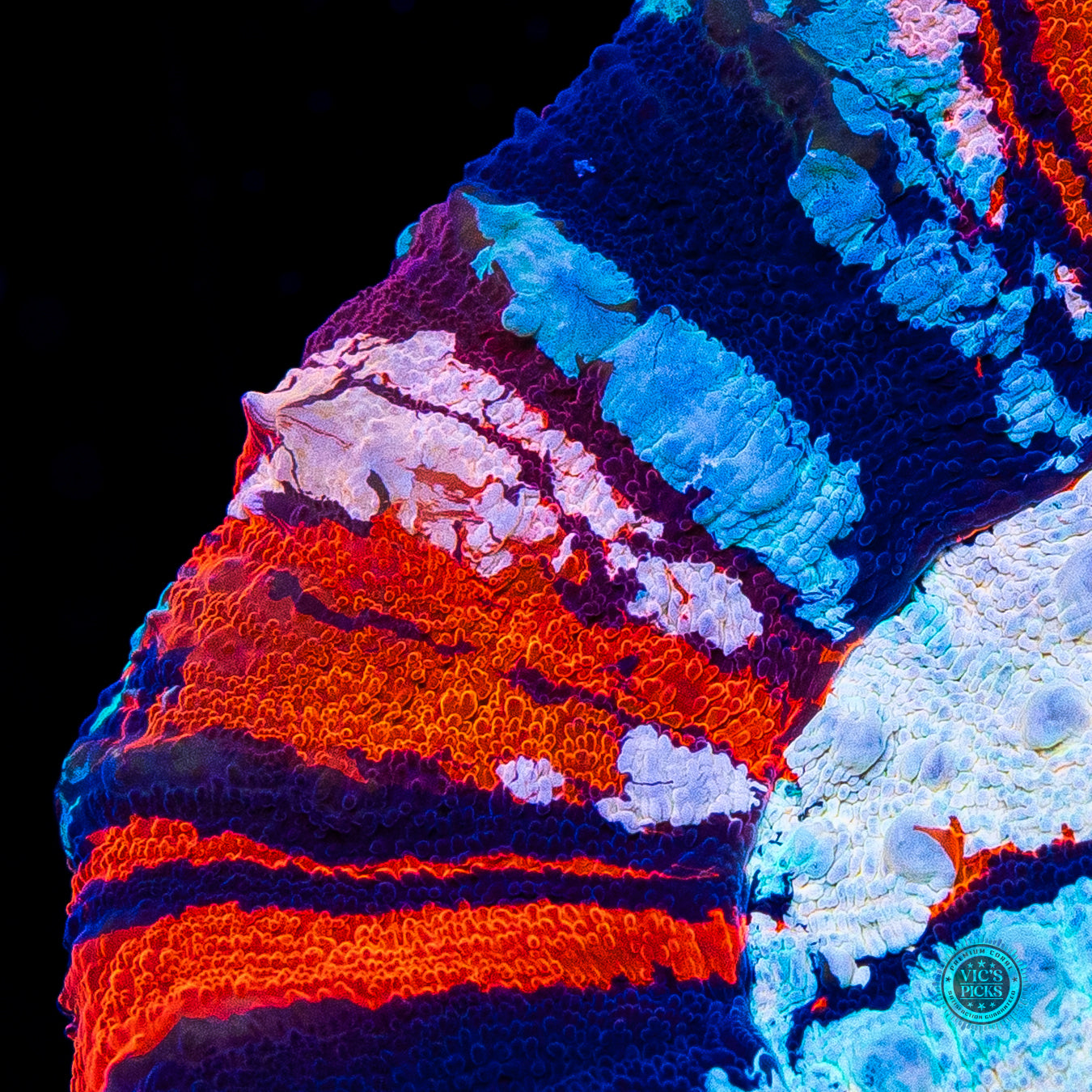 Independence Day Master Scolymia