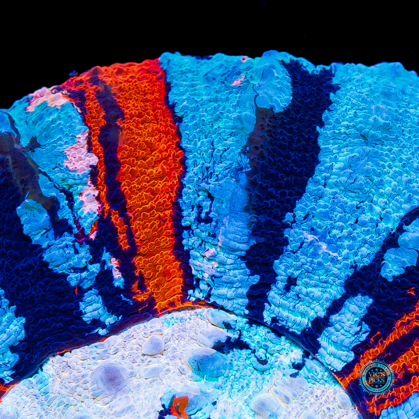 Independence Day Master Scolymia