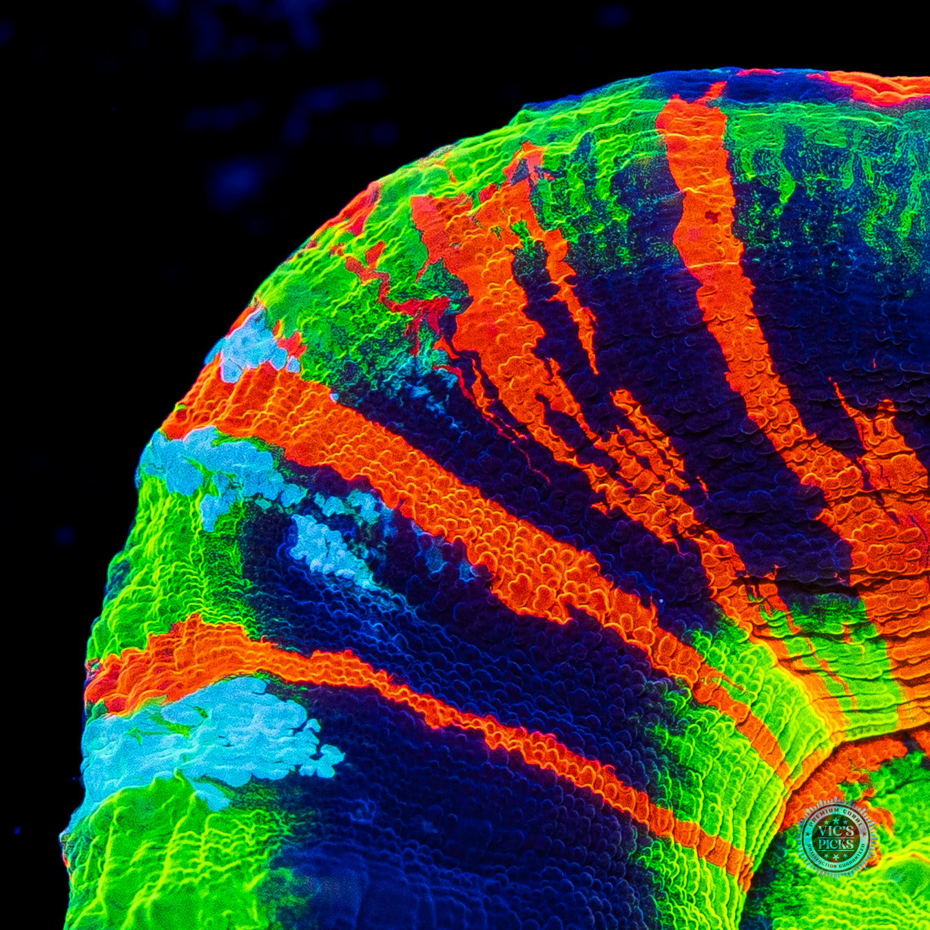 Master of the Elements Scolymia