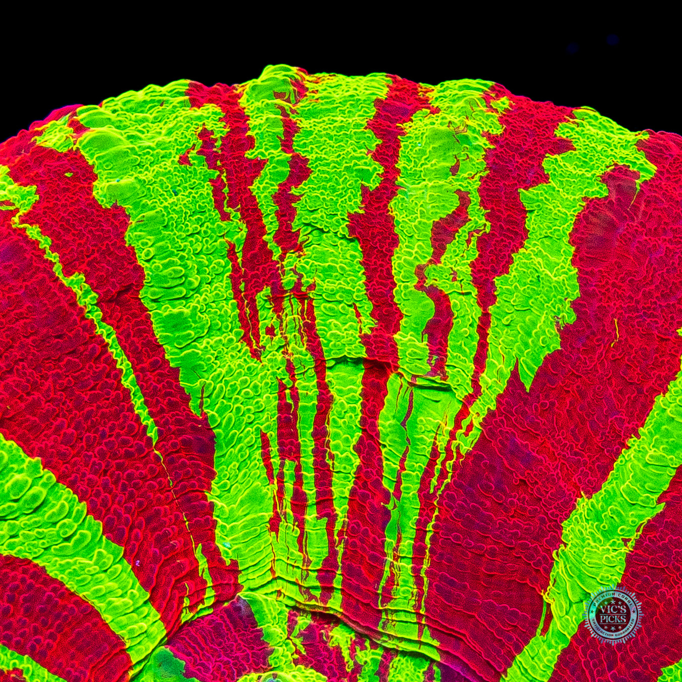 Chaos Equilibrium Scolymia