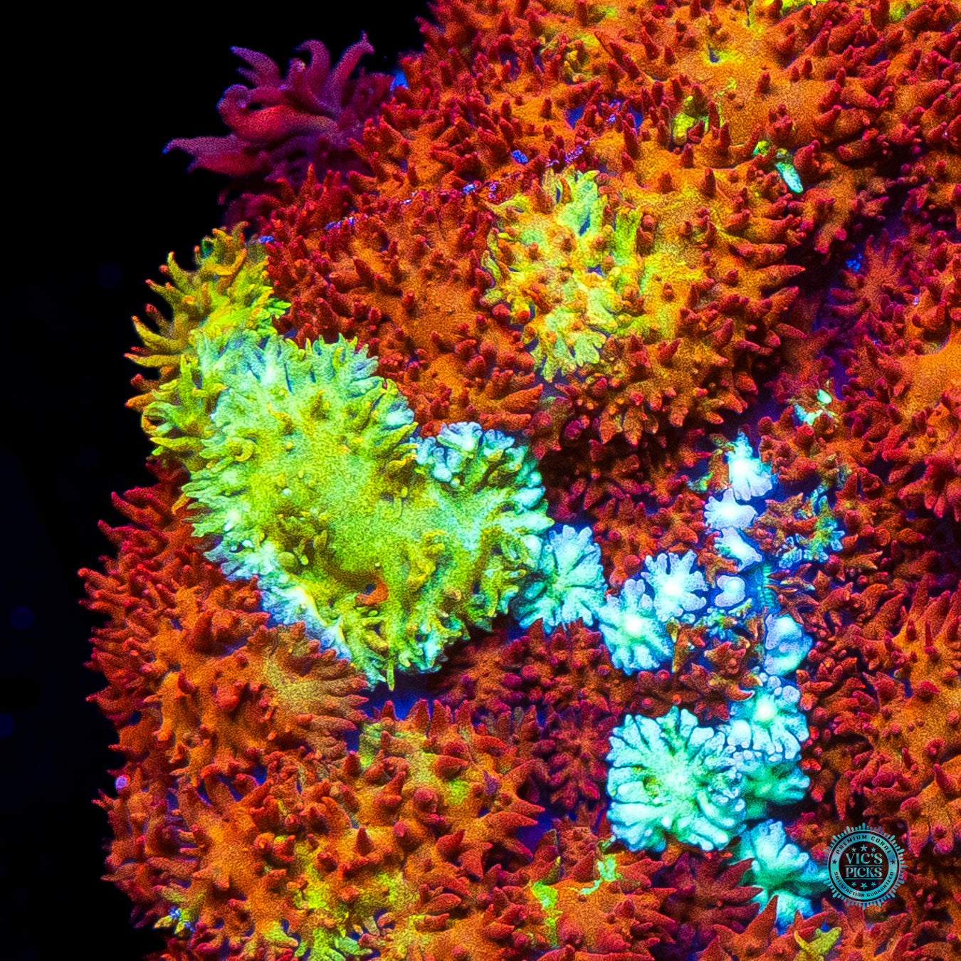 Time Lost Carpet Mushroom