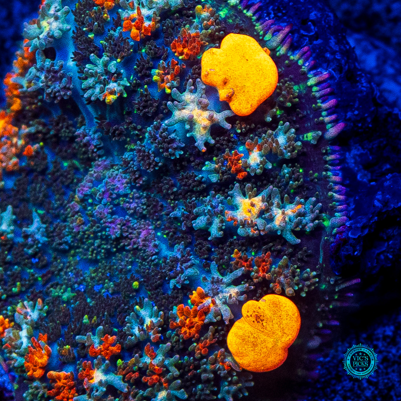 Moonfire Bounce Mushroom