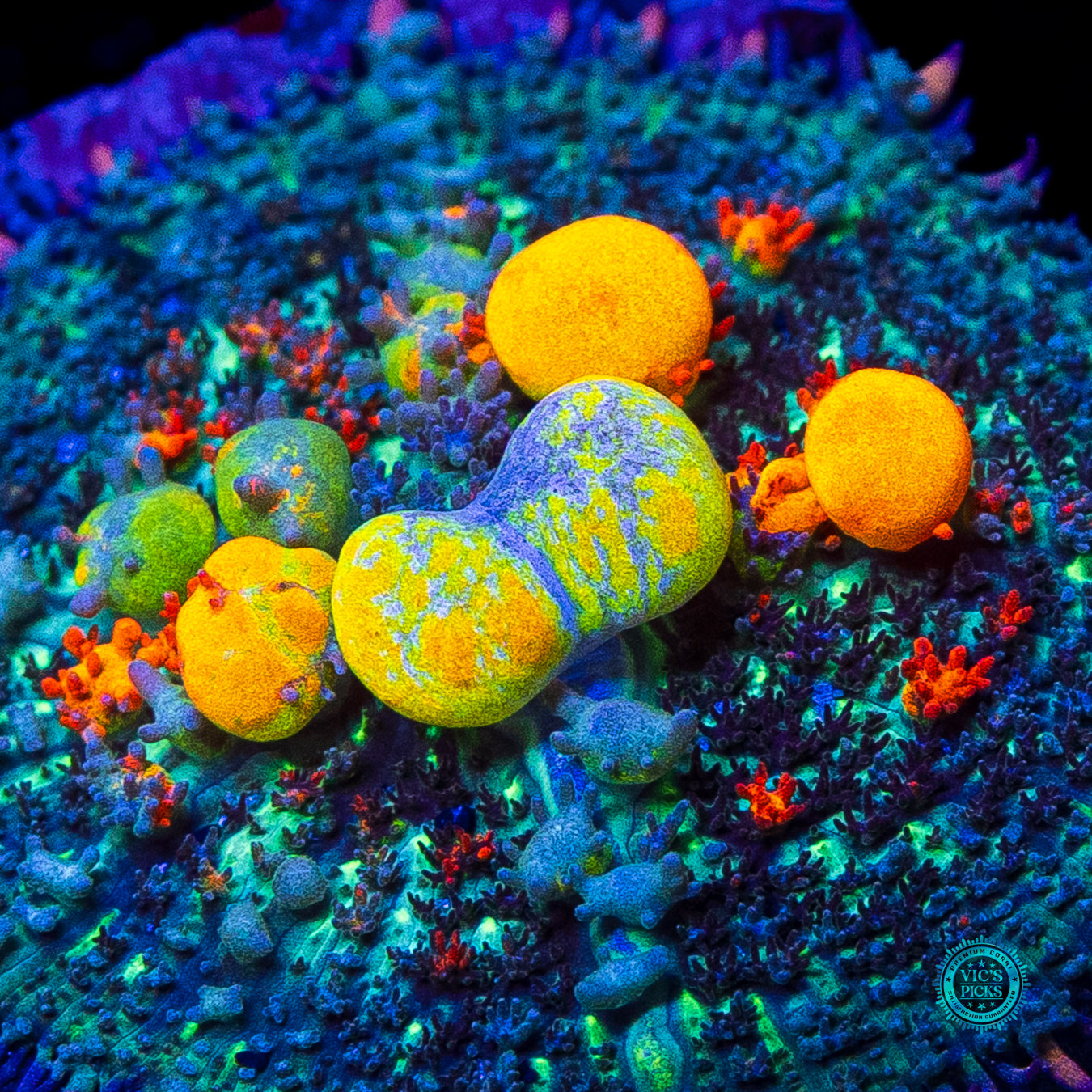 WWC OG Bounce Mushroom