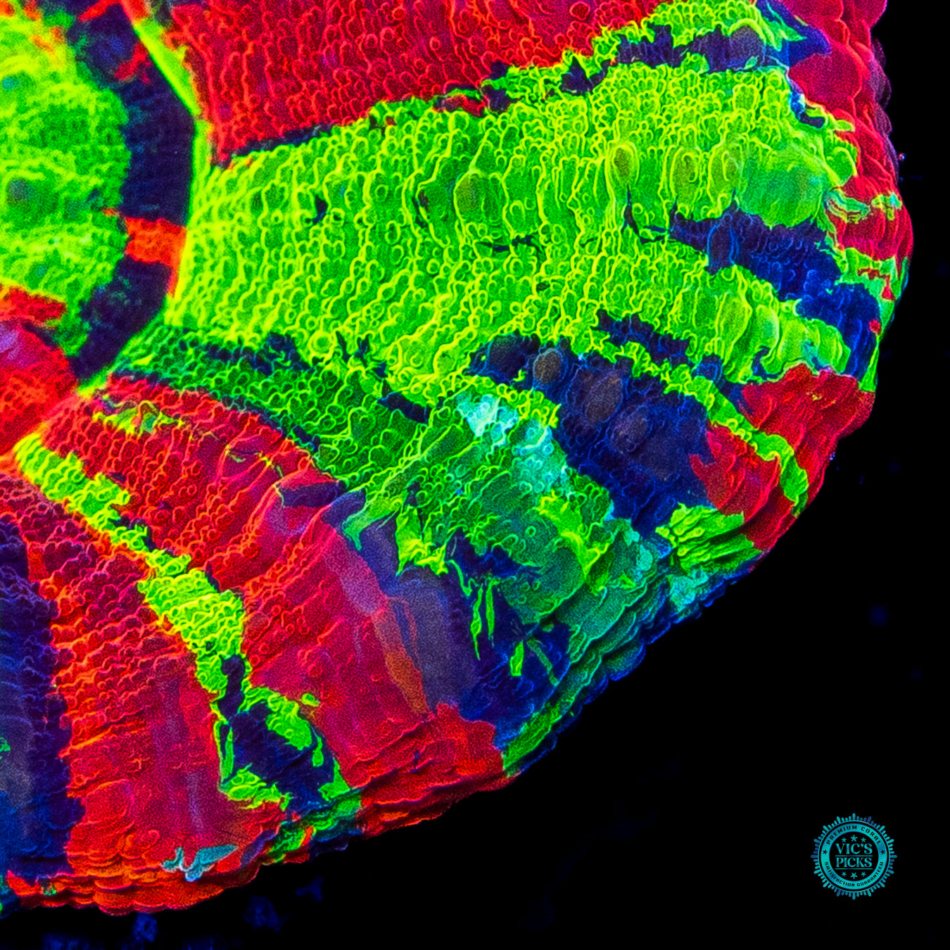 Master of the Universe Scolymia