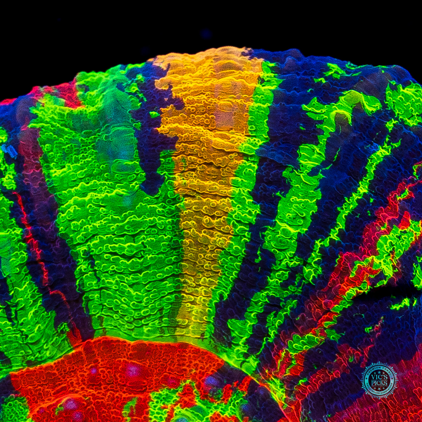 Master of the Universe Scolymia