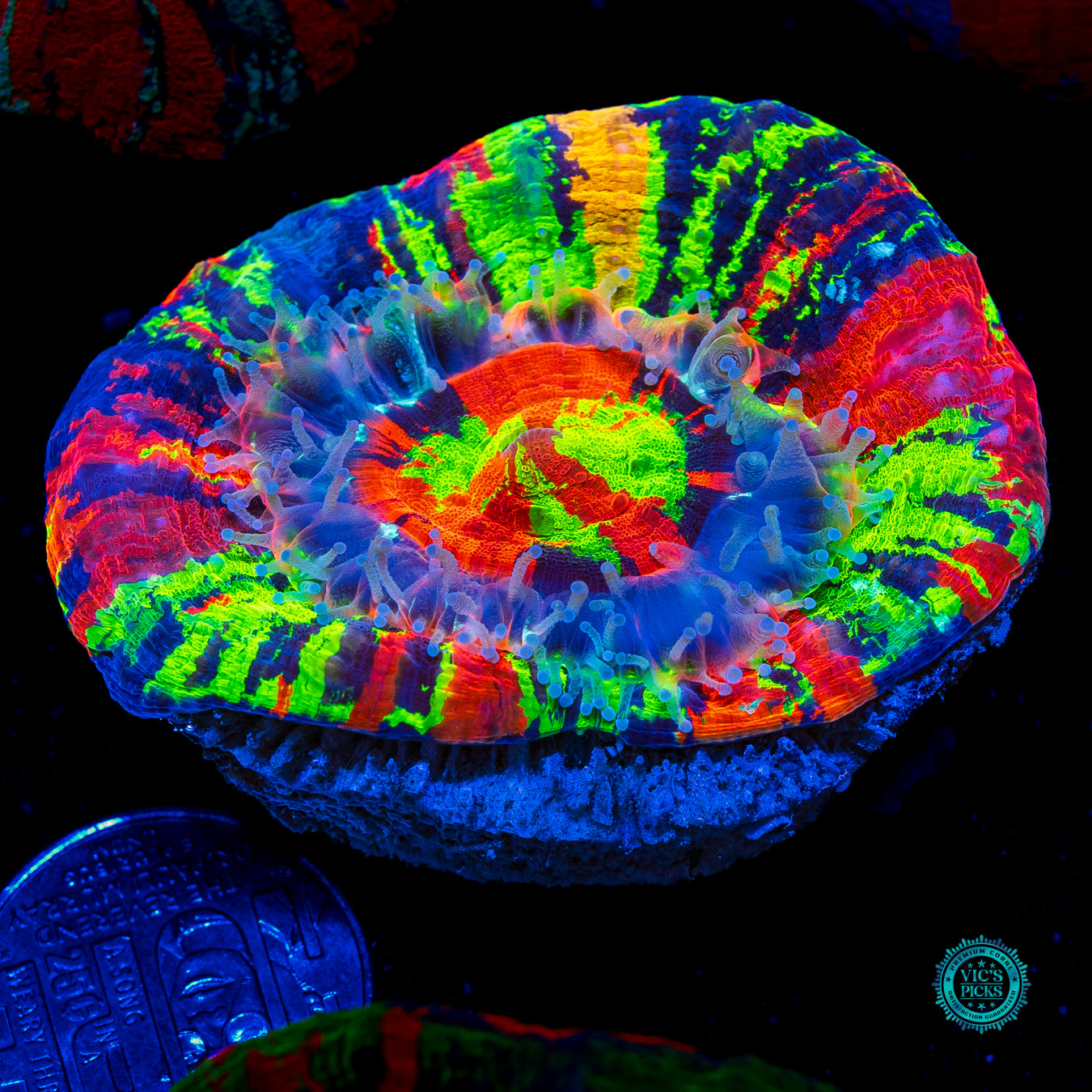 Master of the Universe Scolymia