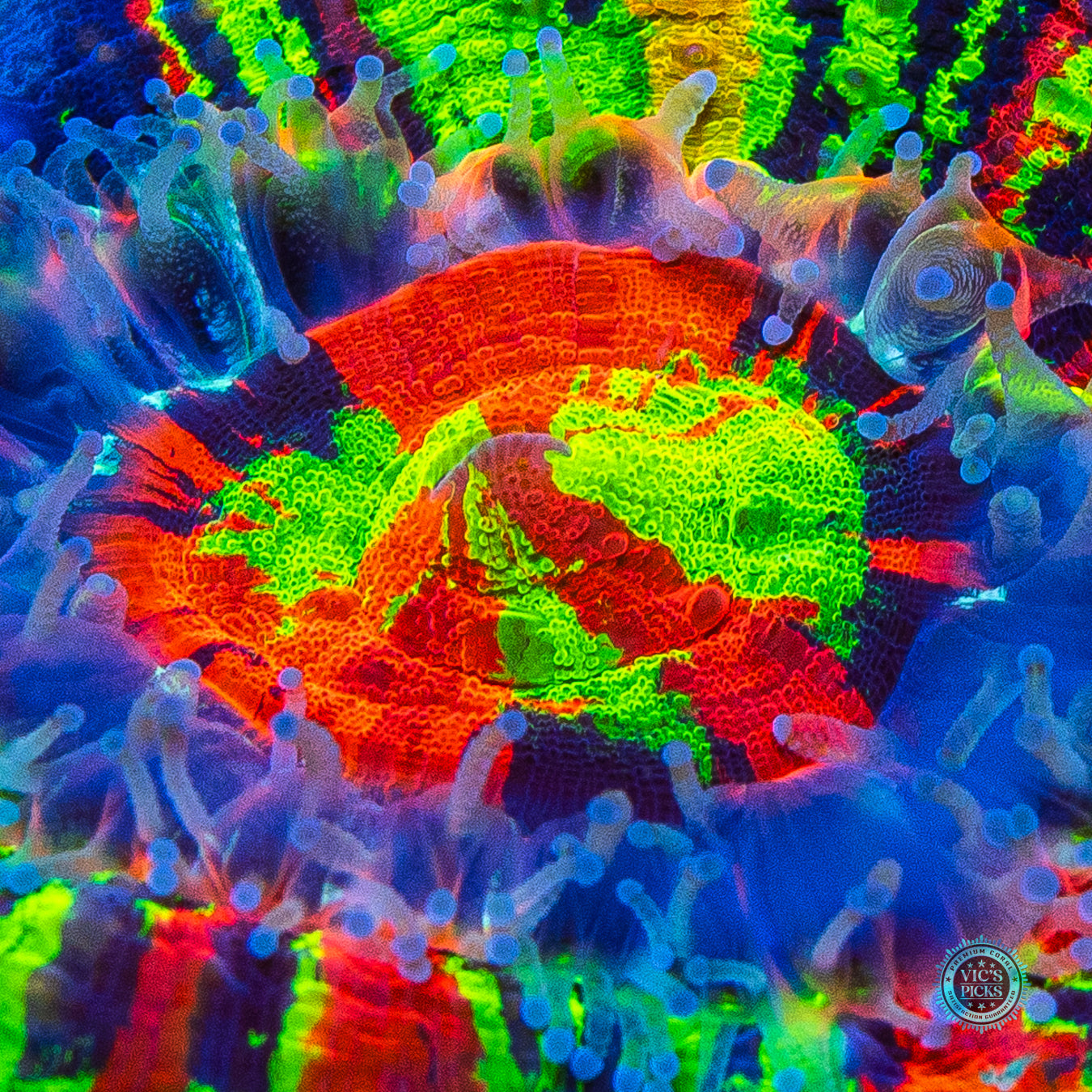 Master of the Universe Scolymia