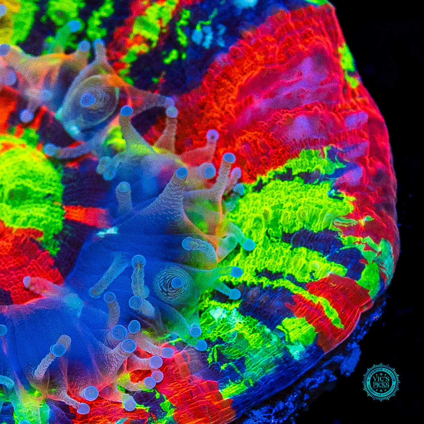 Master of the Universe Scolymia