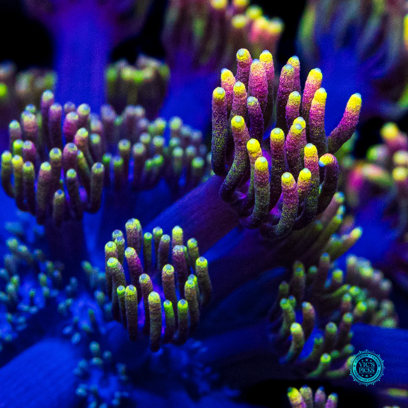 WWC Sunflower Goniopora