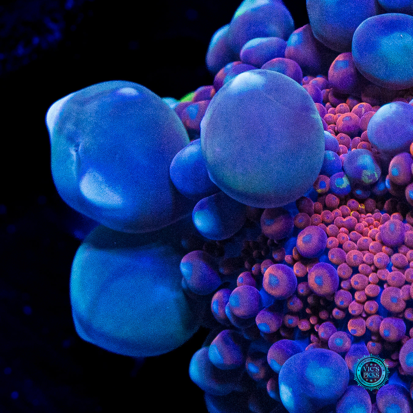 Bubbly Rainbow Yuma Mushroom