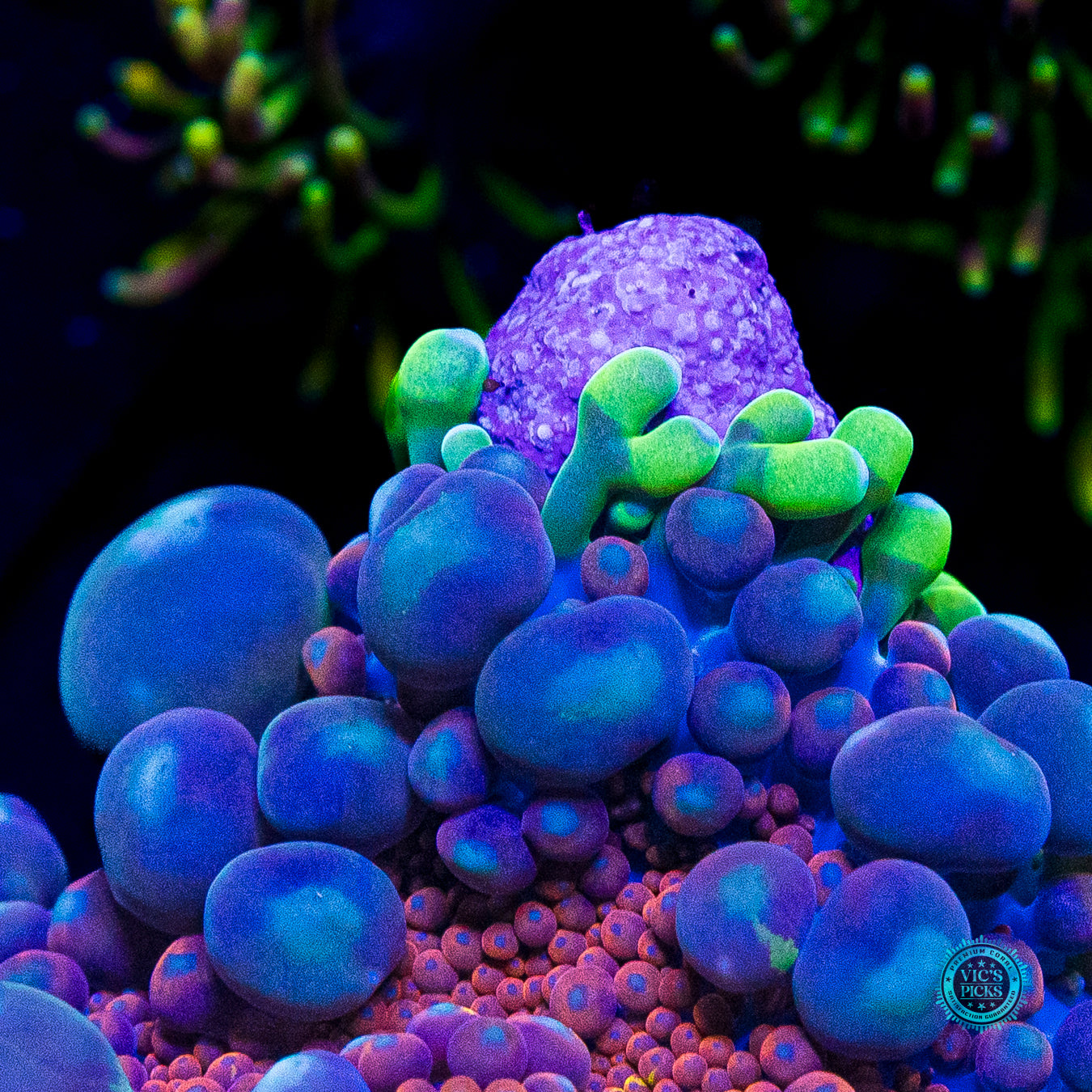 Bubbly Rainbow Yuma Mushroom