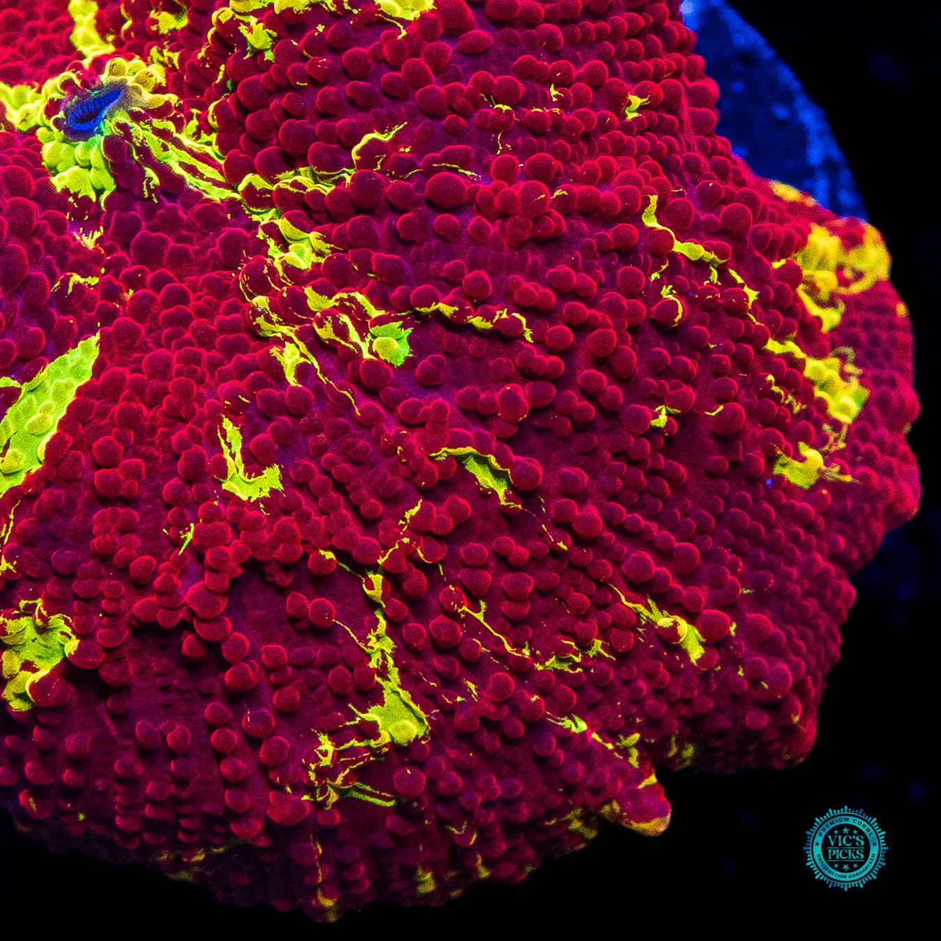 Reverse Jaw Breaker Mushroom