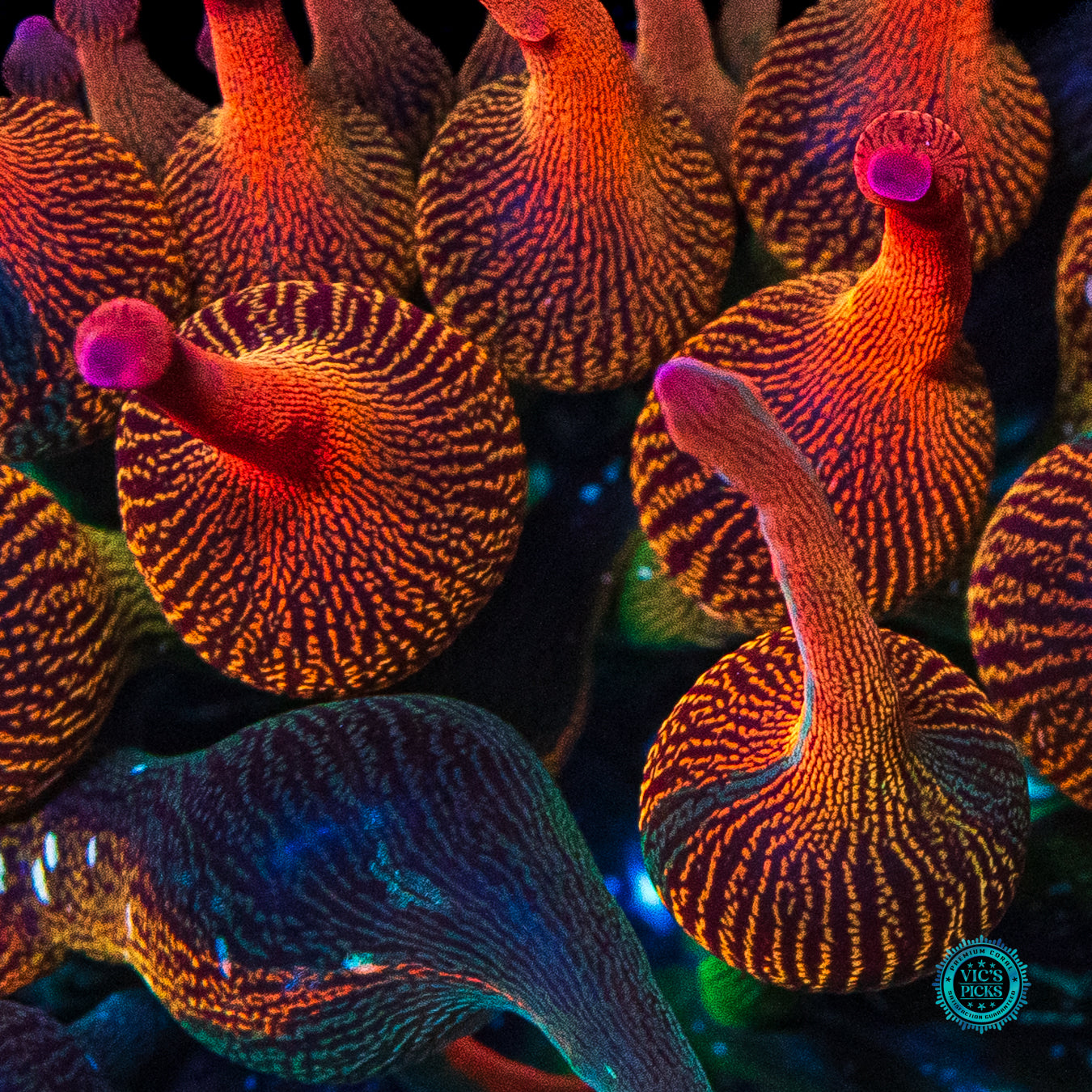 Nexus Burst Grafted Anemone