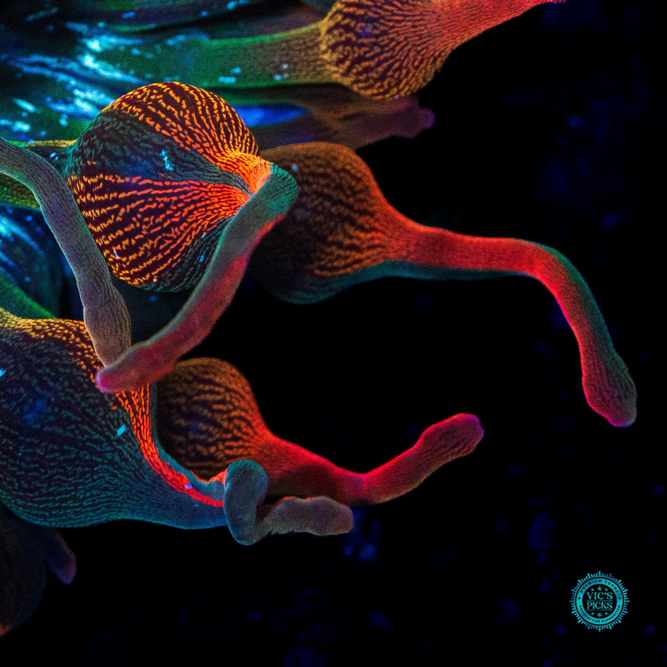 Nexus Burst Grafted Anemone