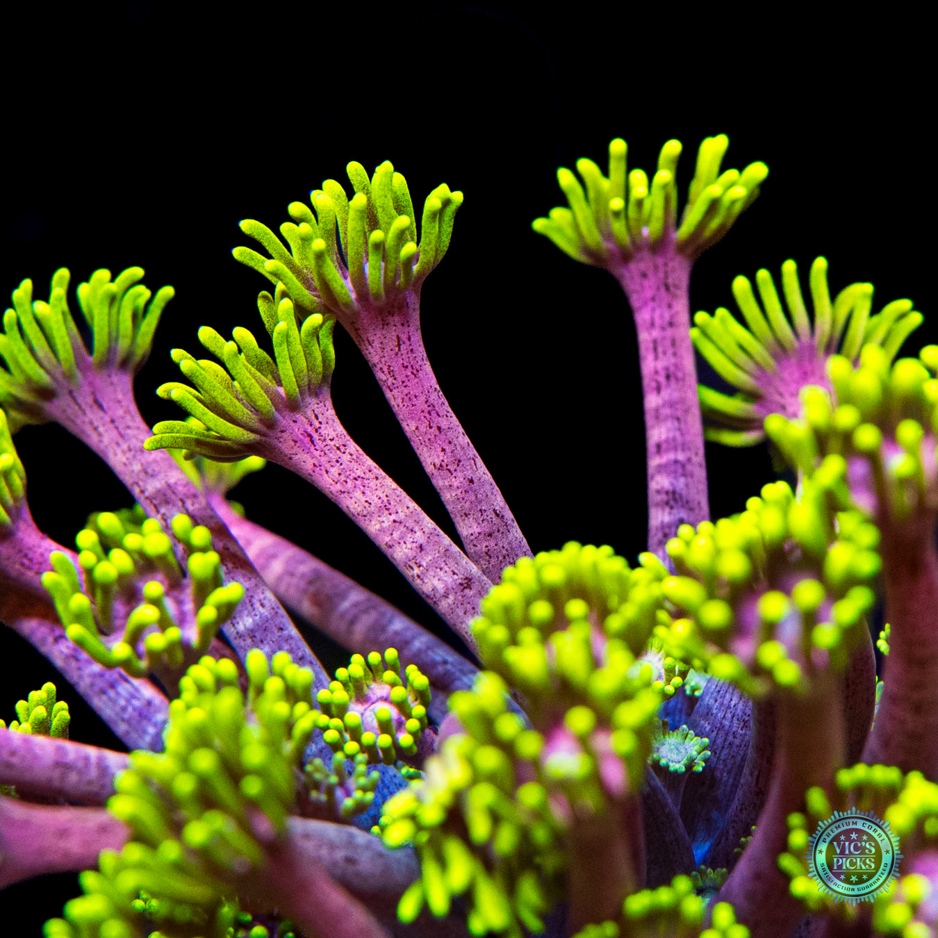 LG WWC Hail Hydra Goniopora