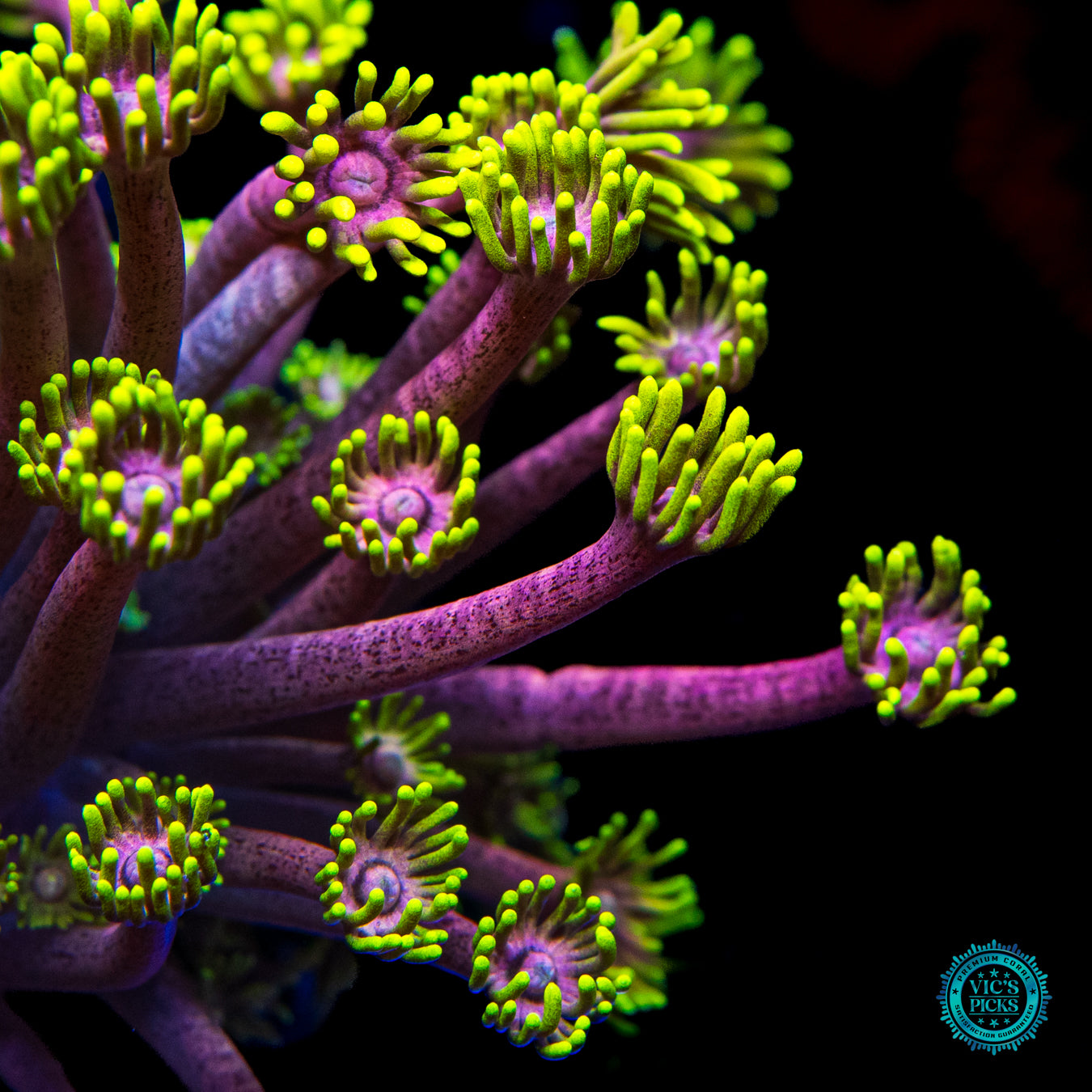 LG WWC Hail Hydra Goniopora