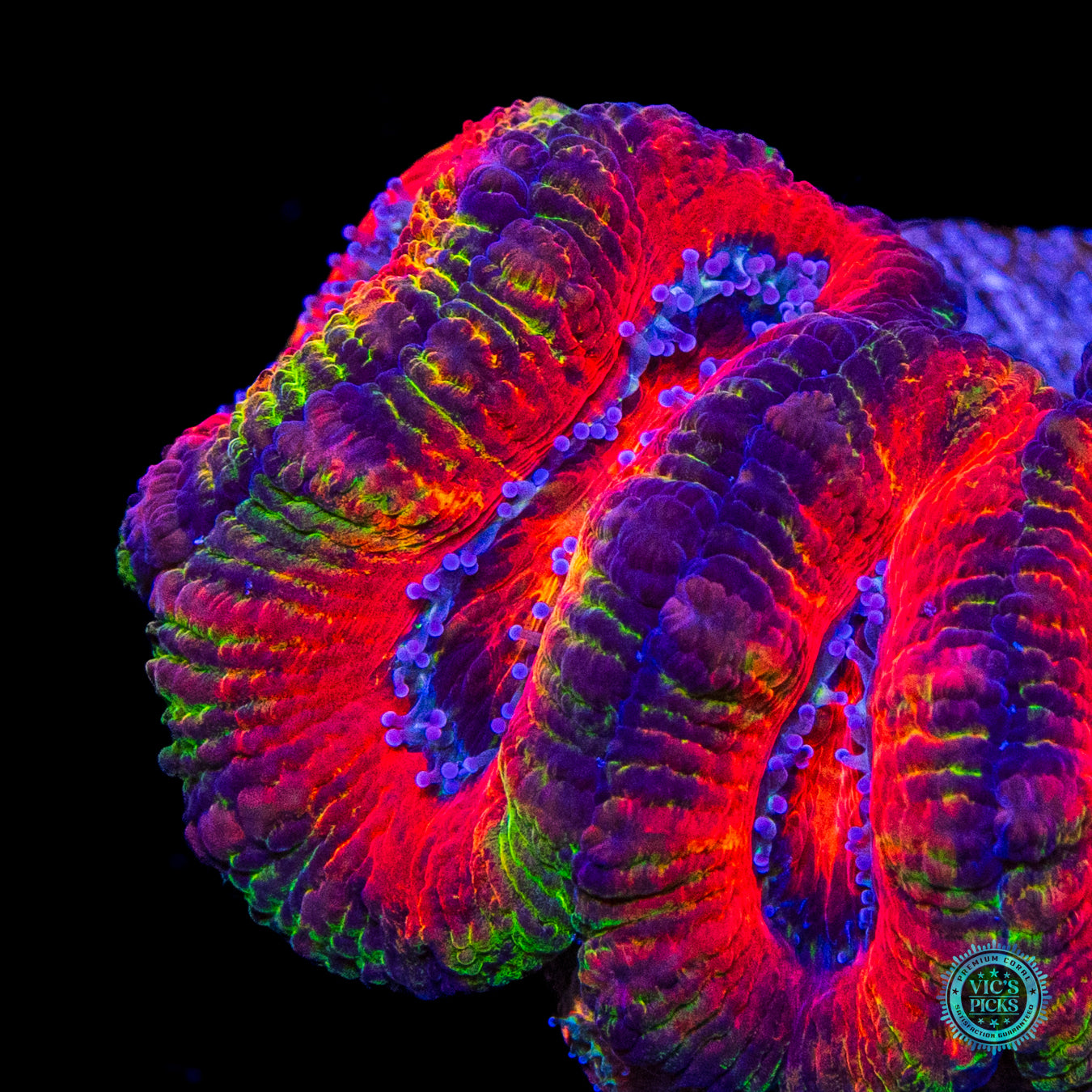 Fairy Tales Aussie Lord